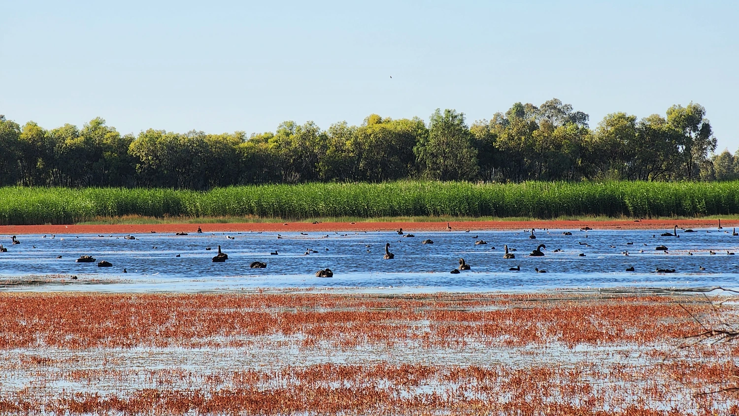 Black swans on the lake. Photo credit: Emmalie Sanders
