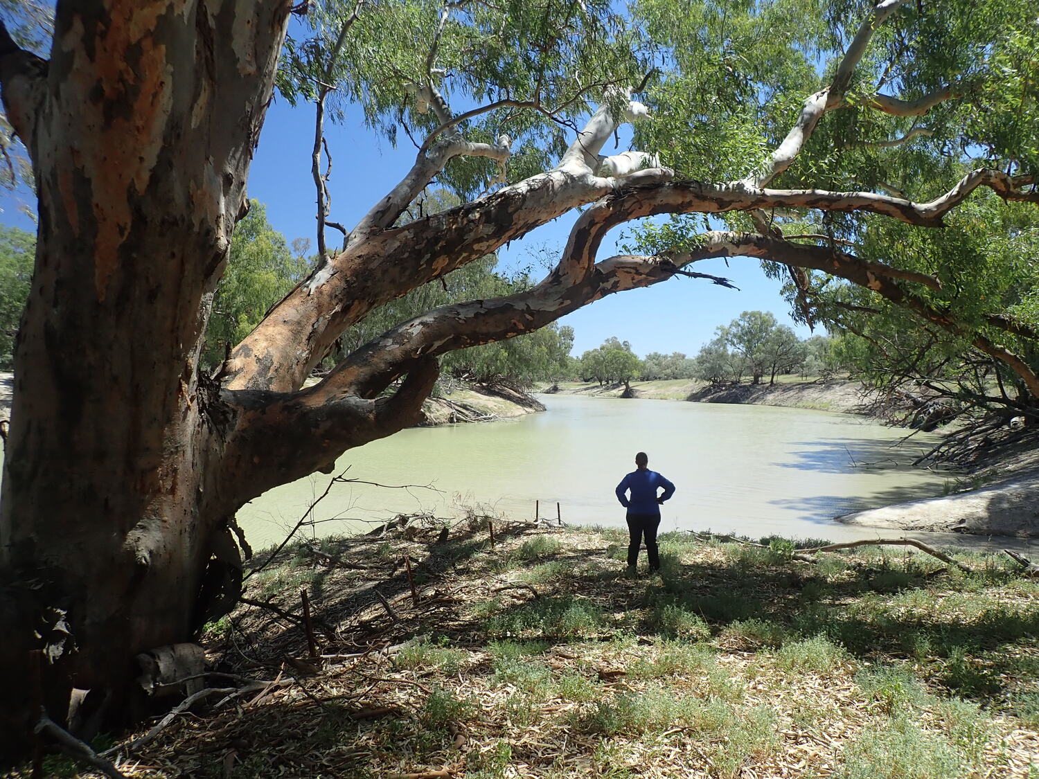 The confluence of the Darling / Baaka and Warrego / Warriku rivers. The Warrego / Warriku enters the Darling / Baaka from the right of the image. Toorale National Park and State Conservation Area, January 2024. Photo credit: Felix Noble, University of New England
