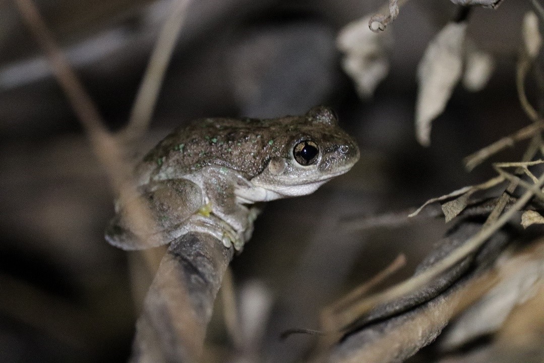 Peron's tree frogs were heard calling at Wilbriggie and Yarradda Lagoons. Photo credit: Dawa Yoezer.