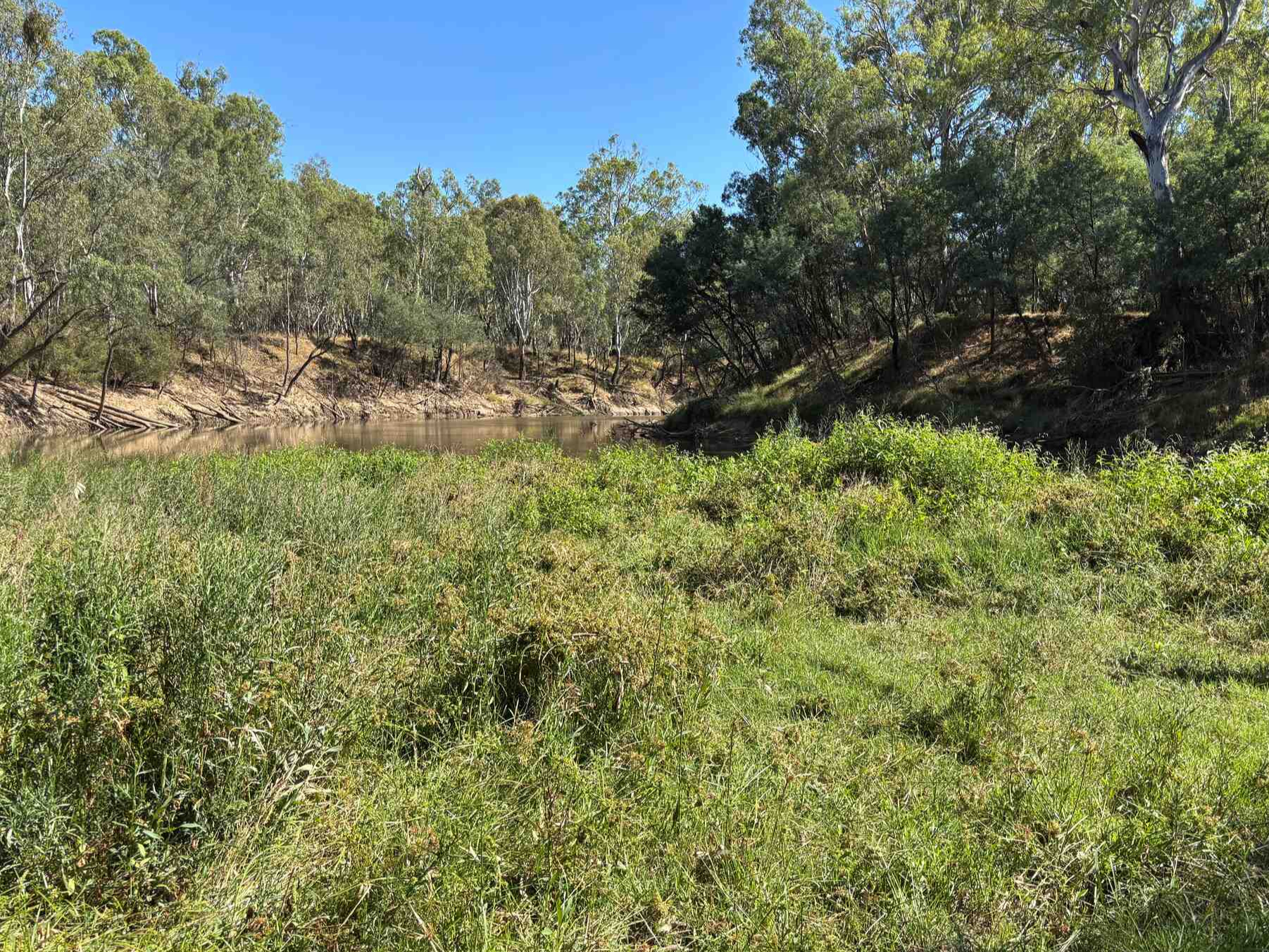 The Goulburn River at Darcys Track showing positive vegetation response to the change in delivery pattern of base flows over summer 2026. Photo credit: Goulburn Broken CMA