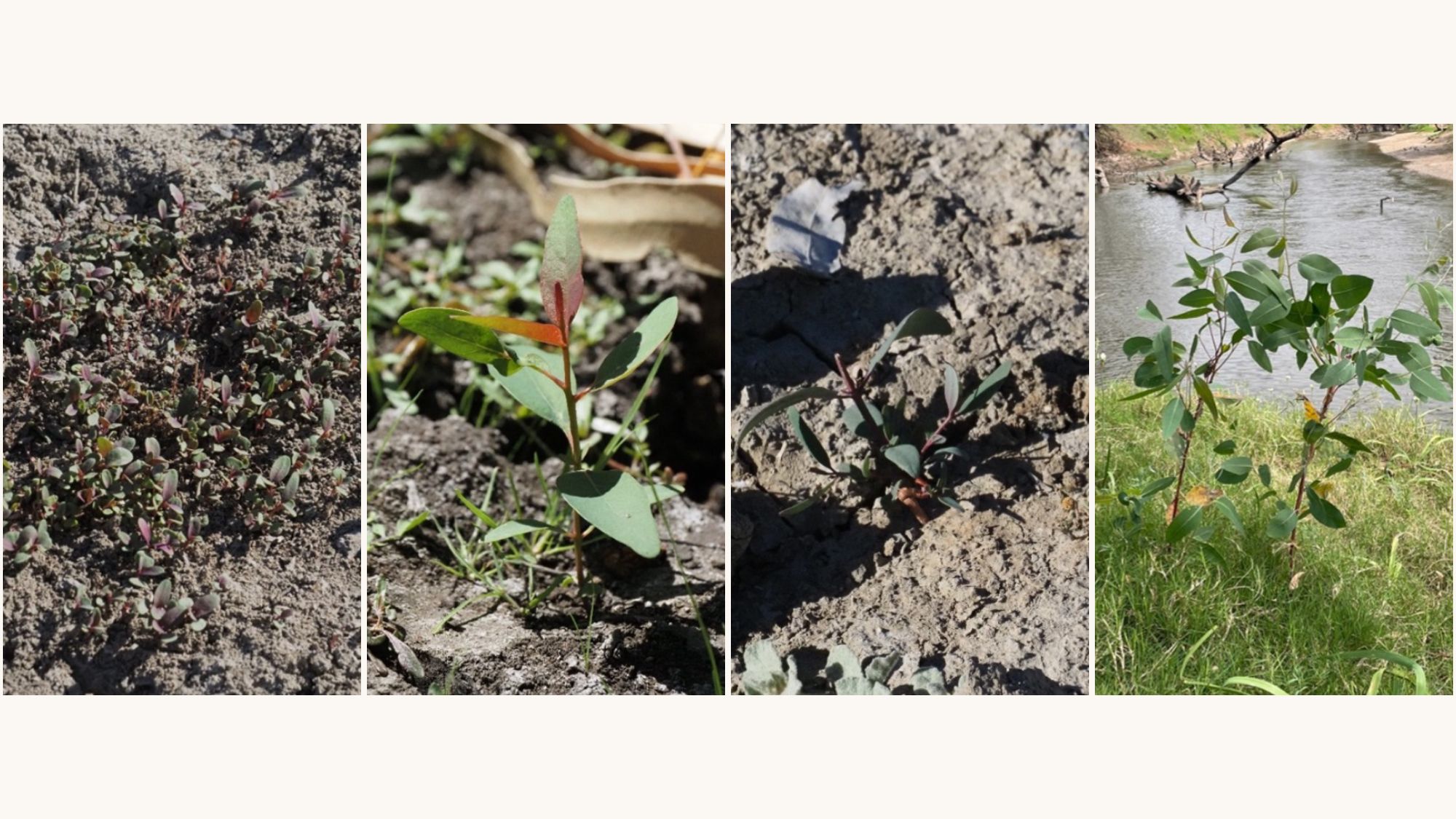 Stages of eucalyptus seedling growth: (from left to right): mass of small germinants, early seedling less than 10 cm tall, seedling with grazing damage, and saplings. Photos credit: Griffith University