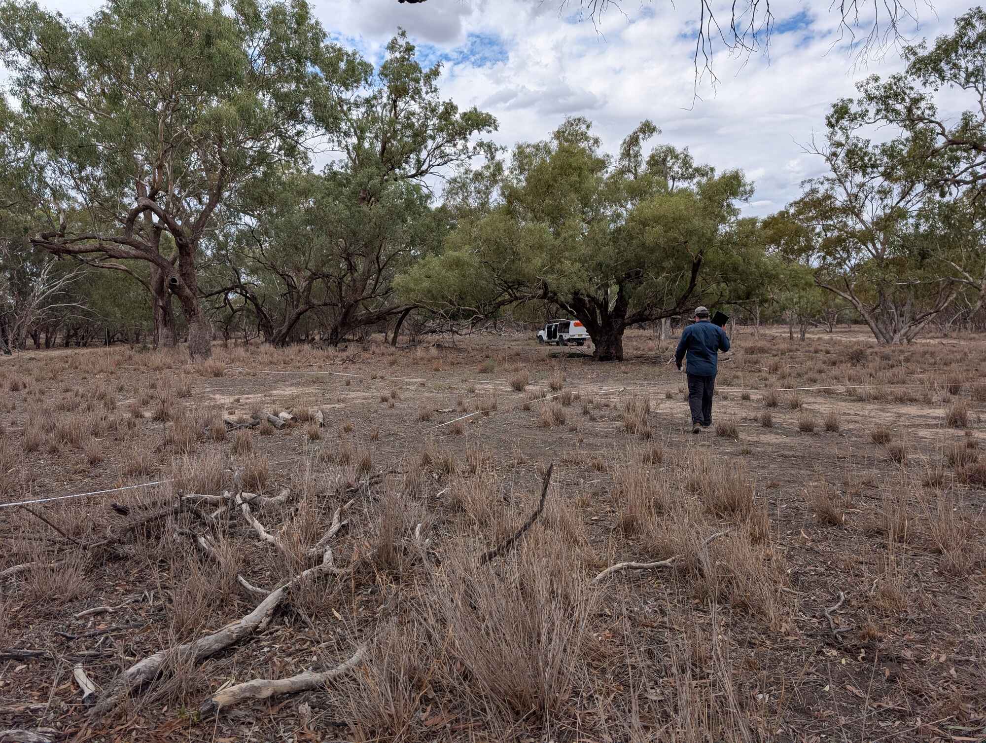 White flagging tape is used to mark 25x25 metre plots. The plant biodiversity, density, and ecosystem health within the plots are then recorded. Image credit: NSW DCCEEW