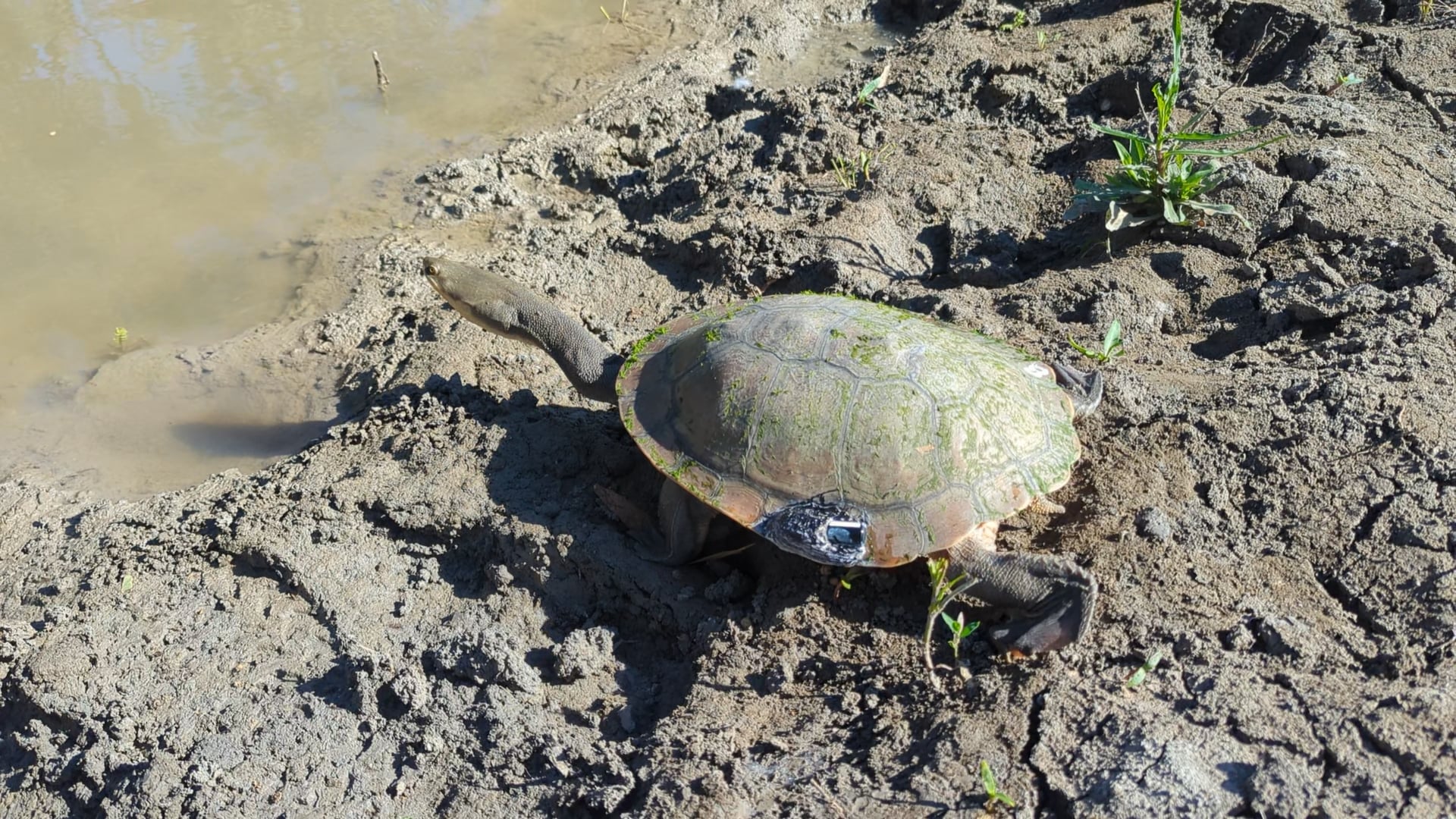 A broad shell turtle being released back into the Macquarie Marshes with a tracker. Video: NSW DCCEEW