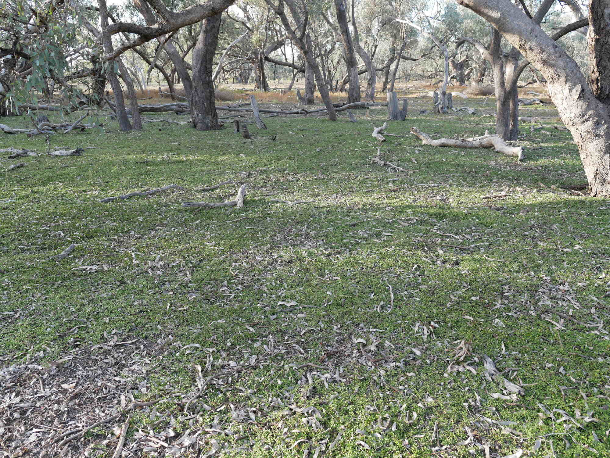 Dense lippia cover in coolibah woodland (Old Dromana). Photo credit: Dr David Mackay, University of New England.