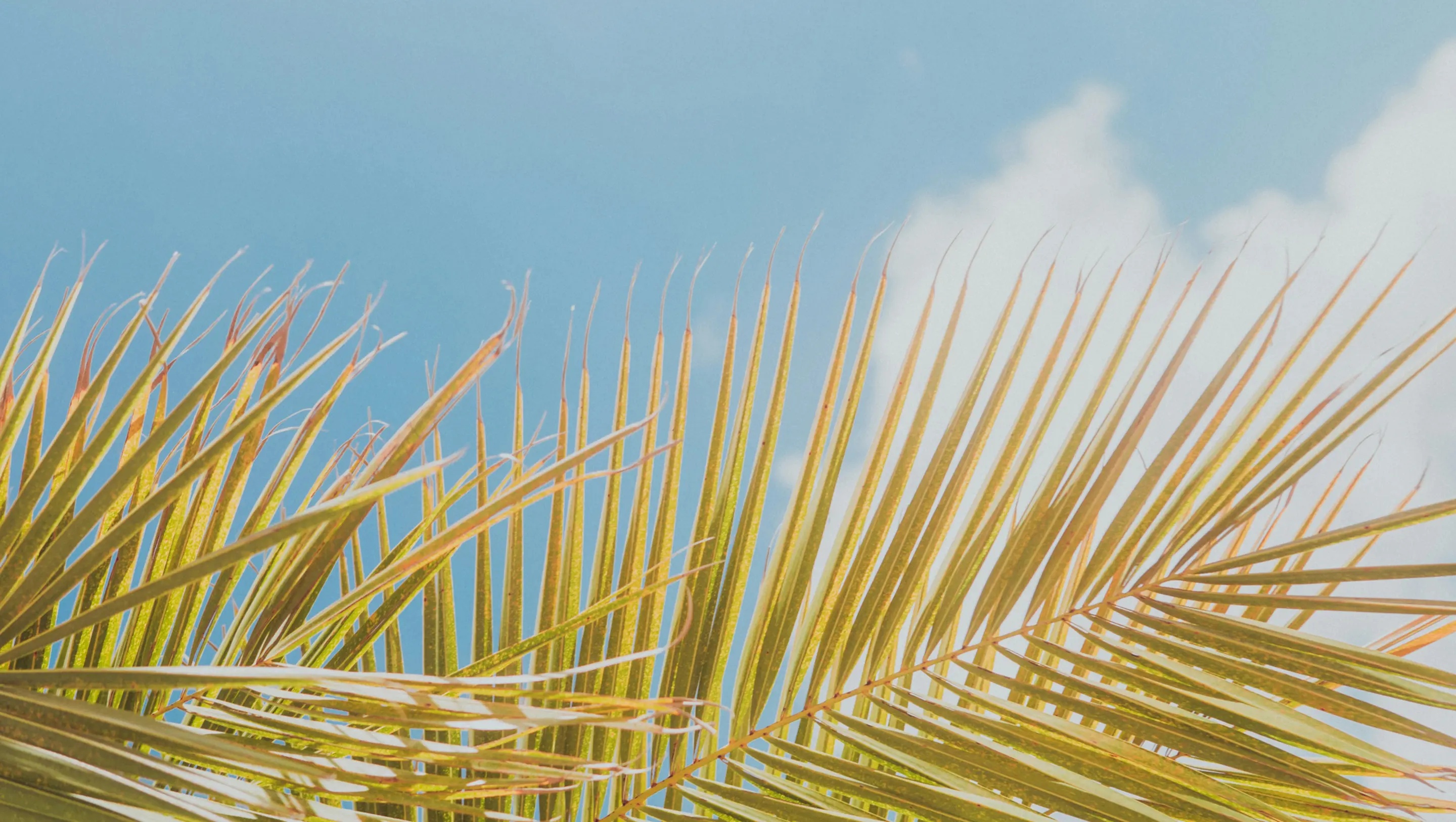 Golden palm fronds stretch across a clear blue sky with scattered white clouds, creating a sunny, tropical atmosphere.