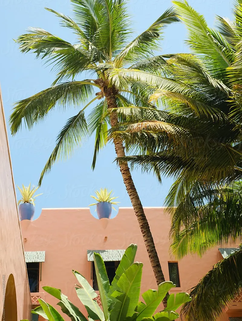 A vibrant Honolulu scene of a tall palm tree against a clear blue sky, with a pink building in the background. Potted plants adorn the rooftop, enhancing the tropical vibe.