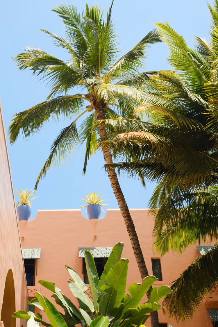A vibrant Honolulu scene of a tall palm tree against a clear blue sky, with a pink building in the background. Potted plants adorn the rooftop, enhancing the tropical vibe.