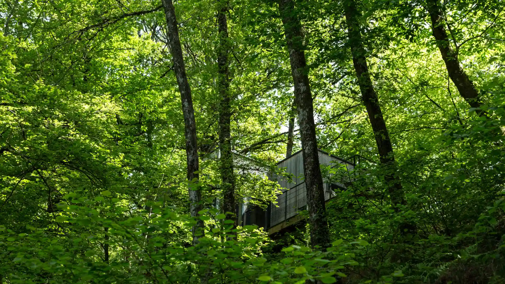 Cabane Cèdre | Cabanes de Salagnac