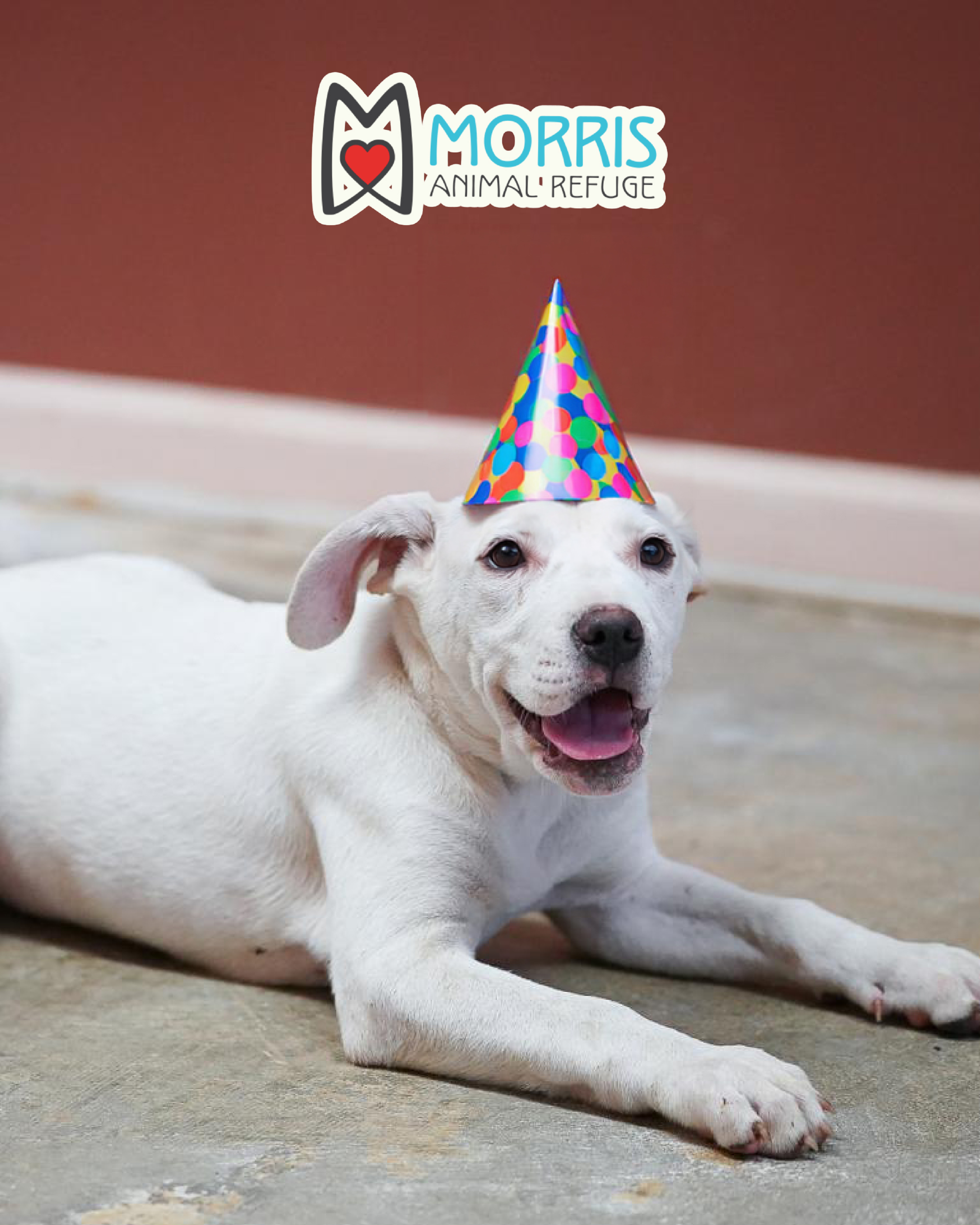 Host an Event This August & We'll Donate 10% to Morris Animal Refuge 
