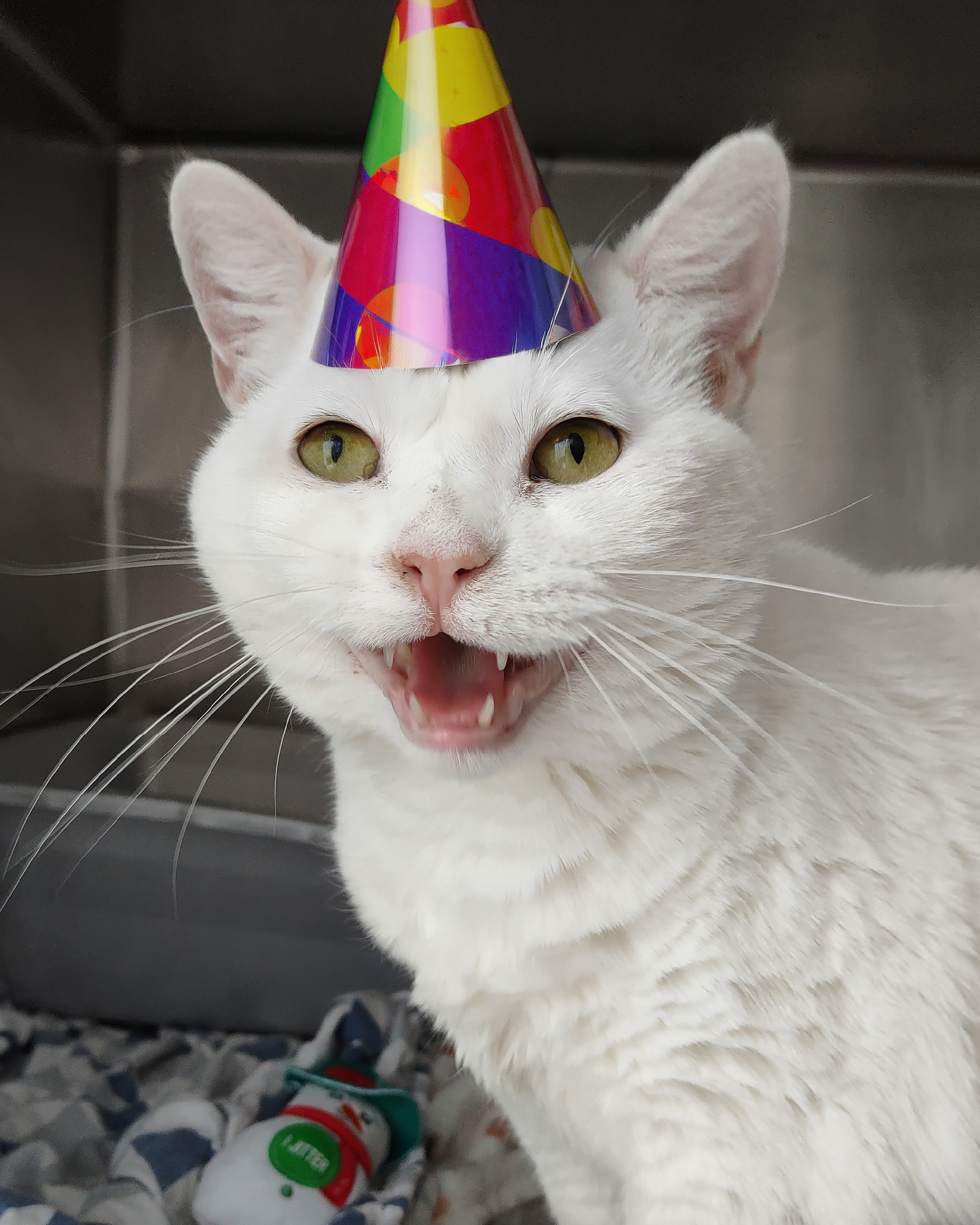 Host an Event This August & We'll Donate 10% to Morris Animal Refuge 