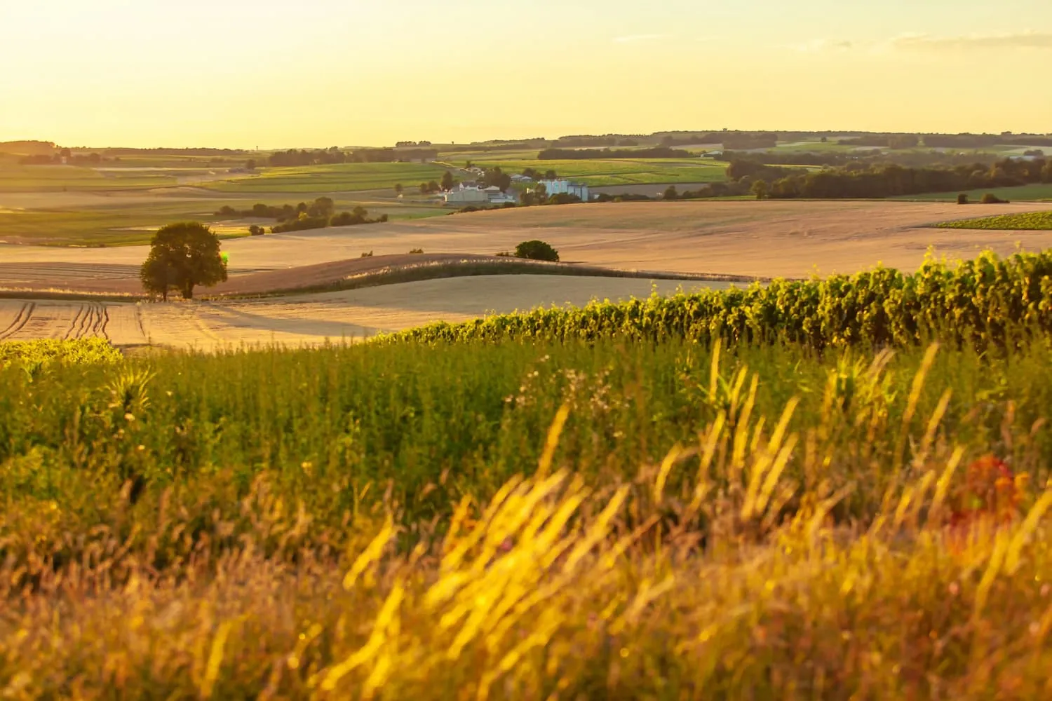 summer landscape of Canadian prairies with trees, crops and farm site