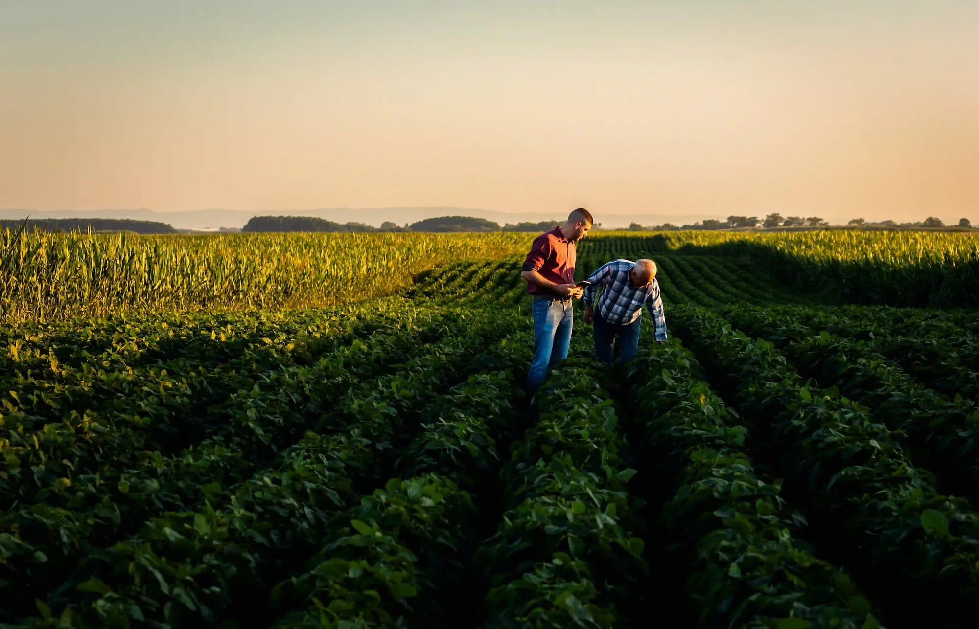 two men assessing crop health