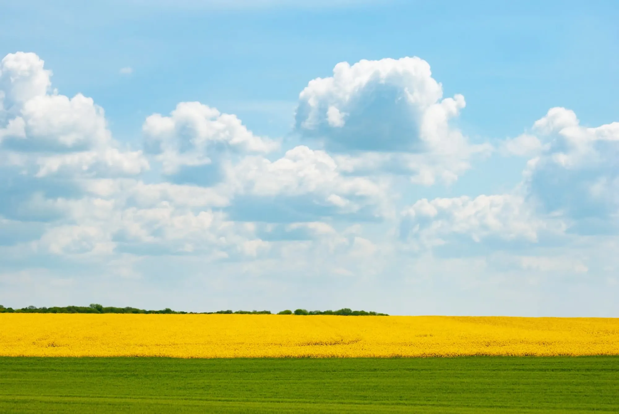 harvest ready canola field under blue cloudy sky