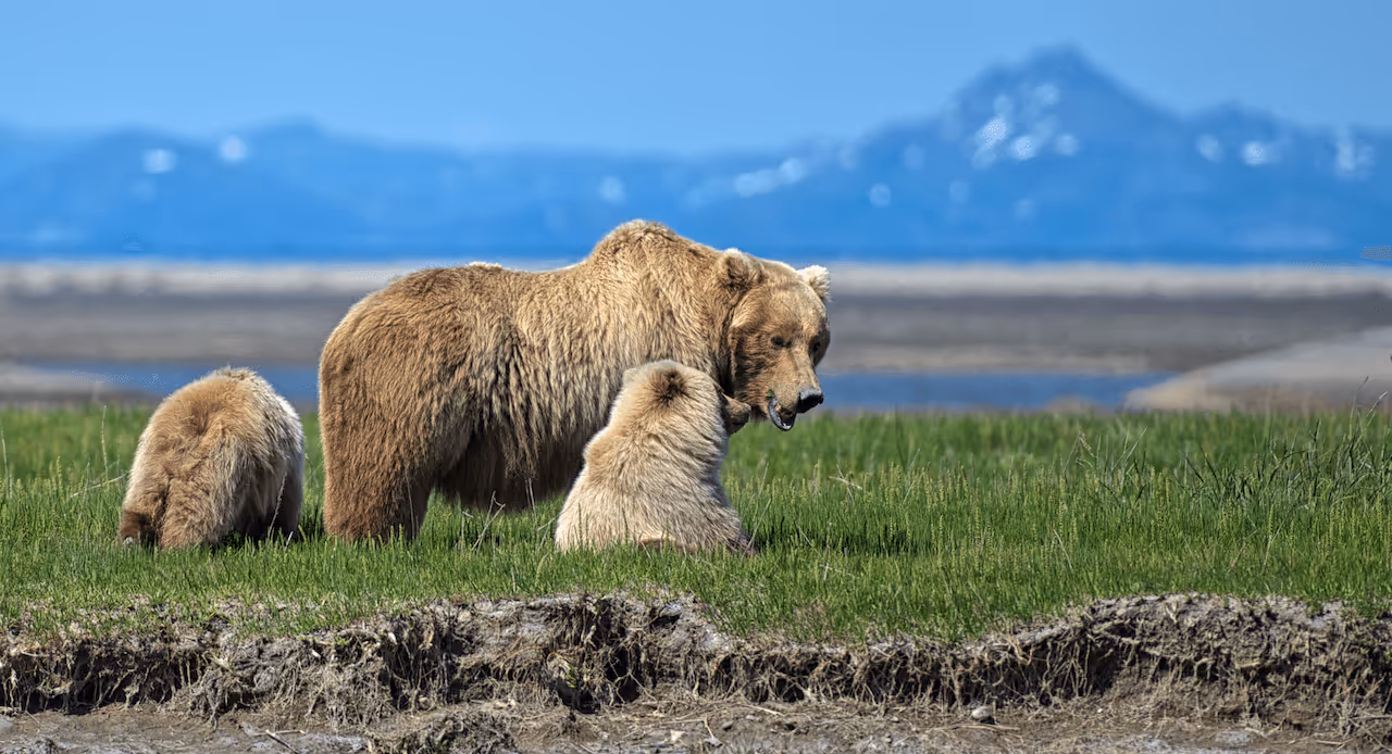 Brown bear mother and cubs feeding and resting in Katmai National Park, Alaska