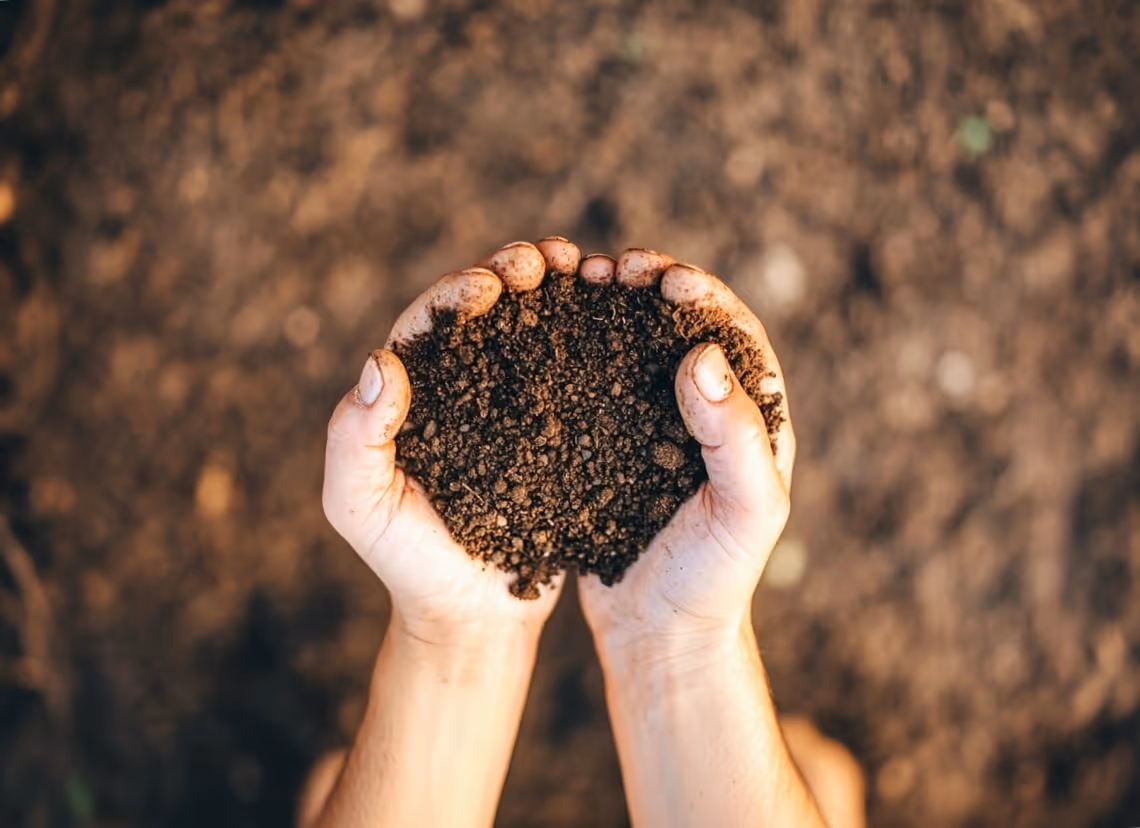 Cupped hands holding soil