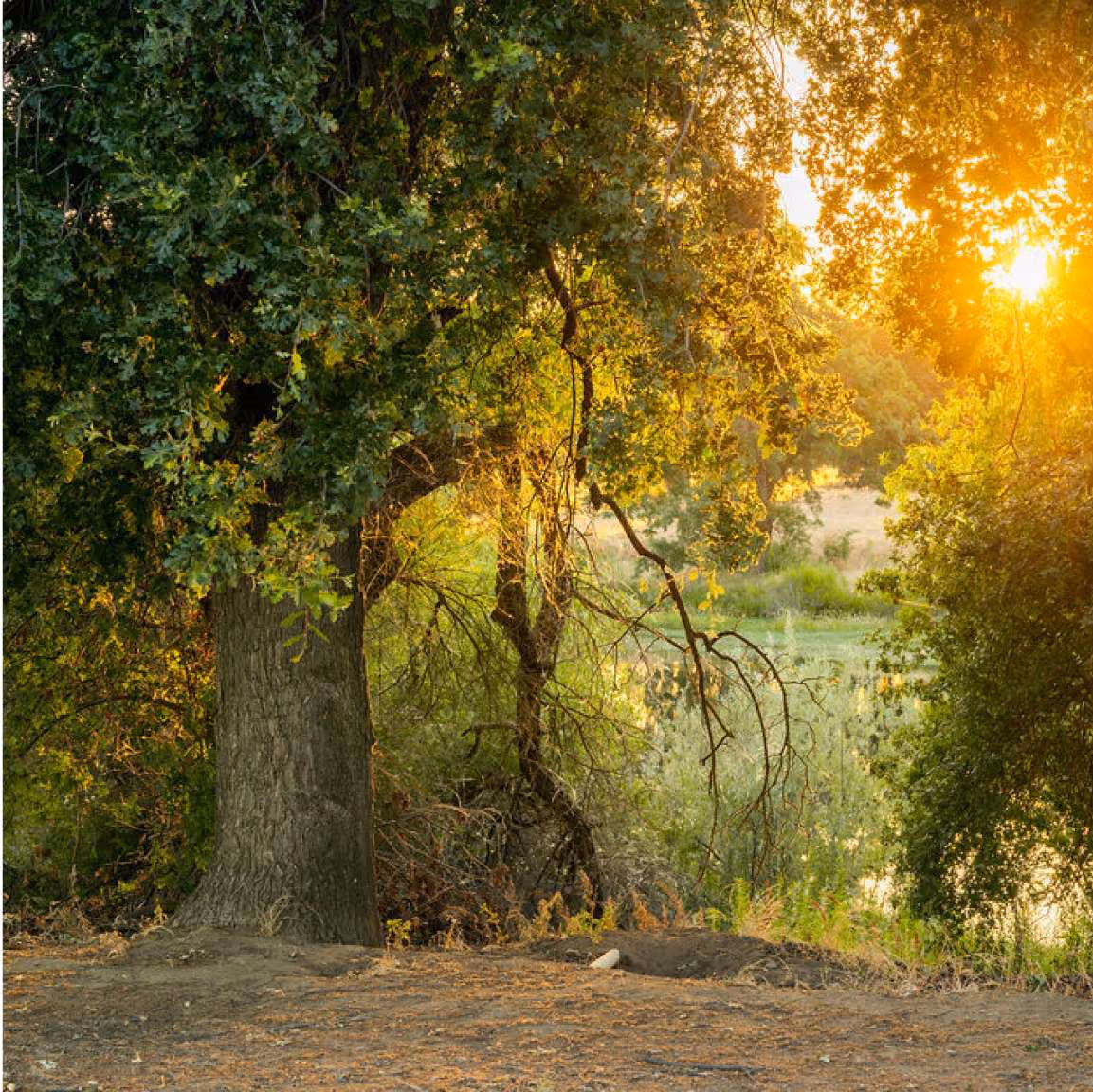 Earth Funeral nature and conservation lifestyle photograph