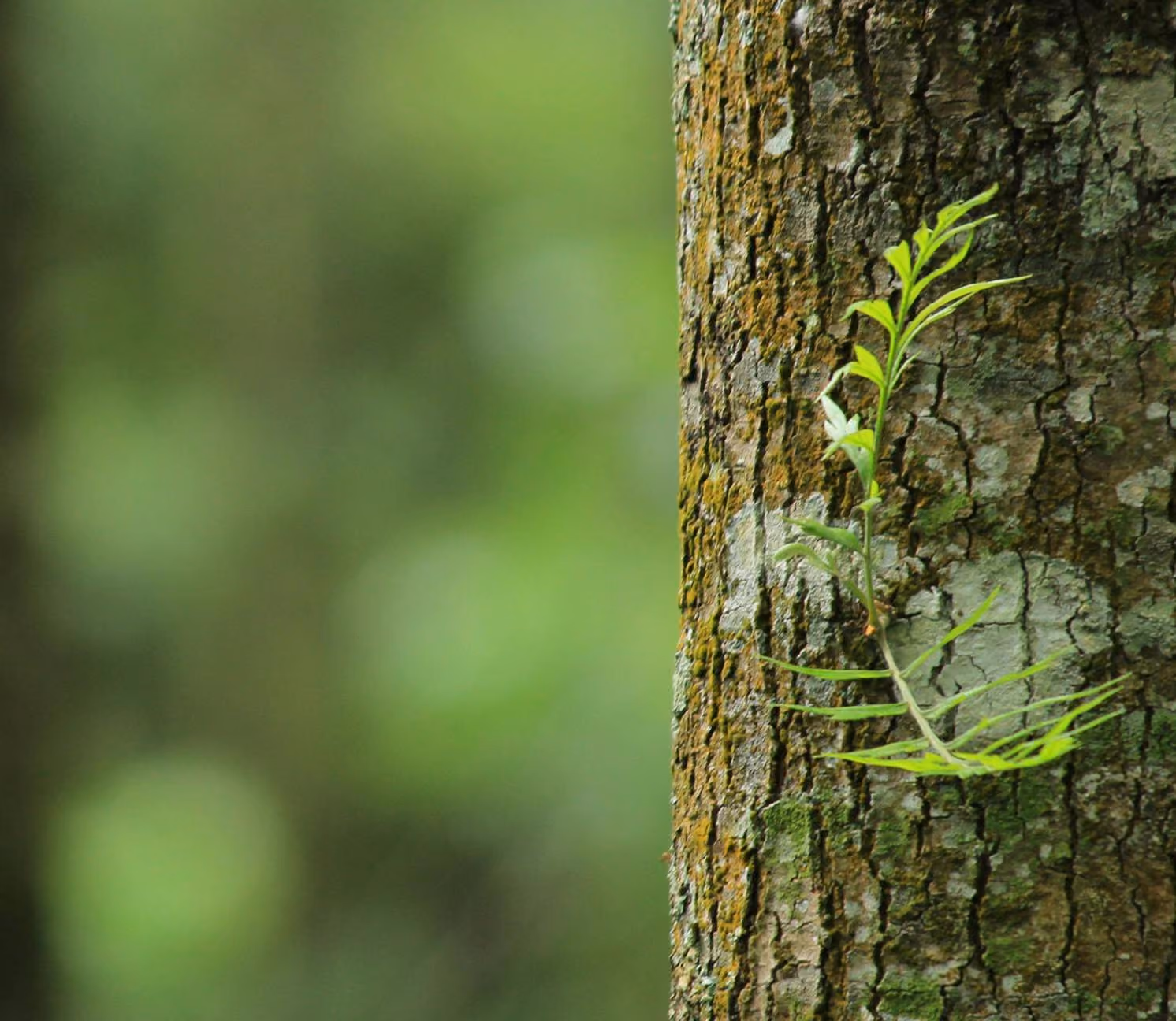 Close-up of lush green tree foliage at an Earth Funeral conservation land partner site