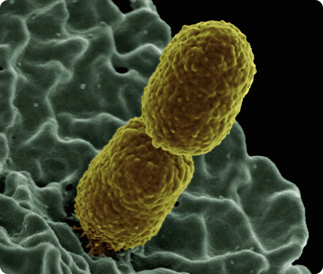 Microscopic view of bacteria