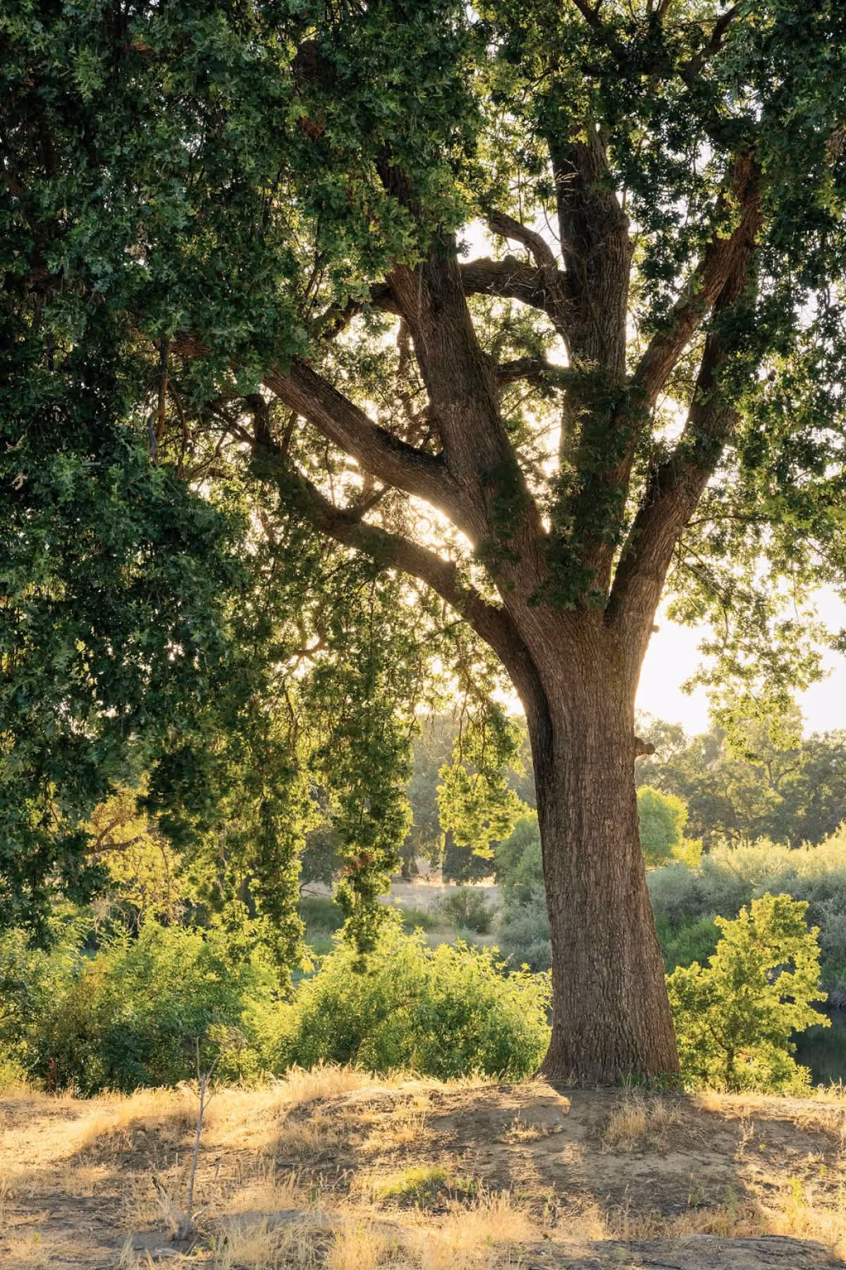 A tree by a river in the Sierra Riverlands
