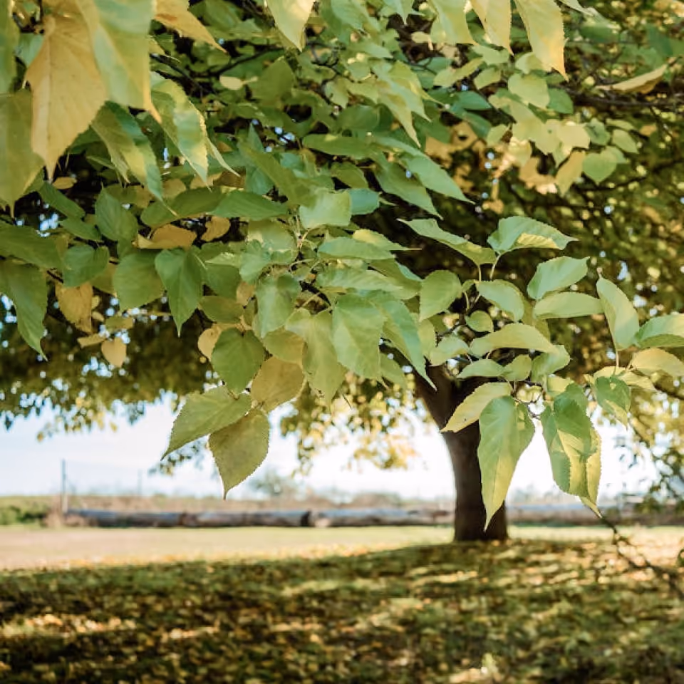 A leafy tree from our conservation partner in the Sierra Riverlands.