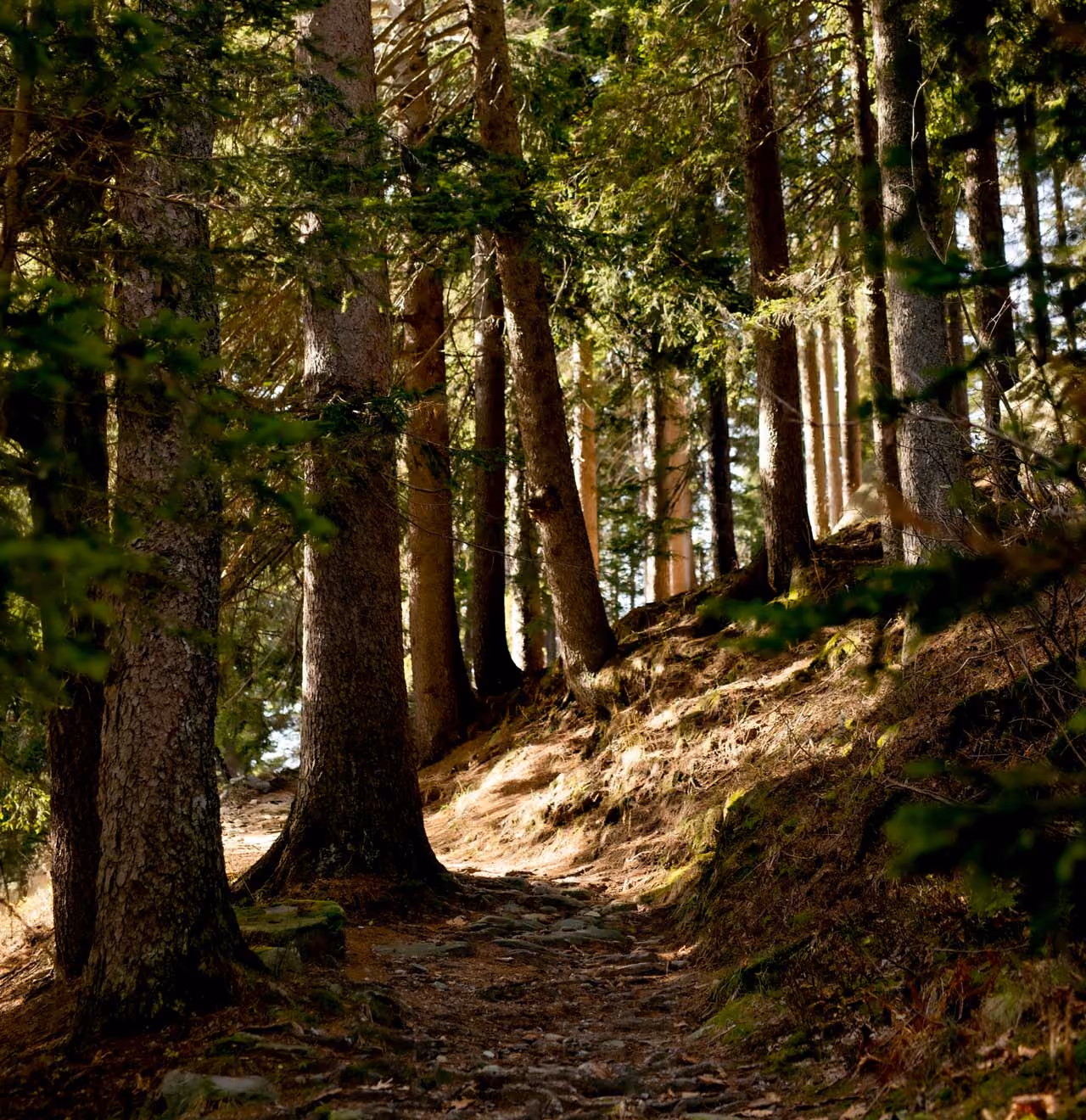 Sunlight filters through tall trees along a rocky forest path on a gentle slope.