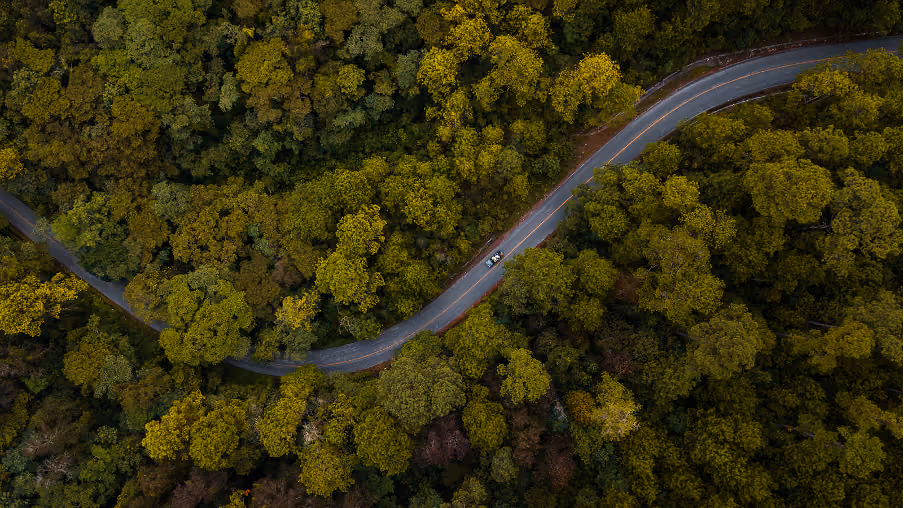 Navigating after death - forest road