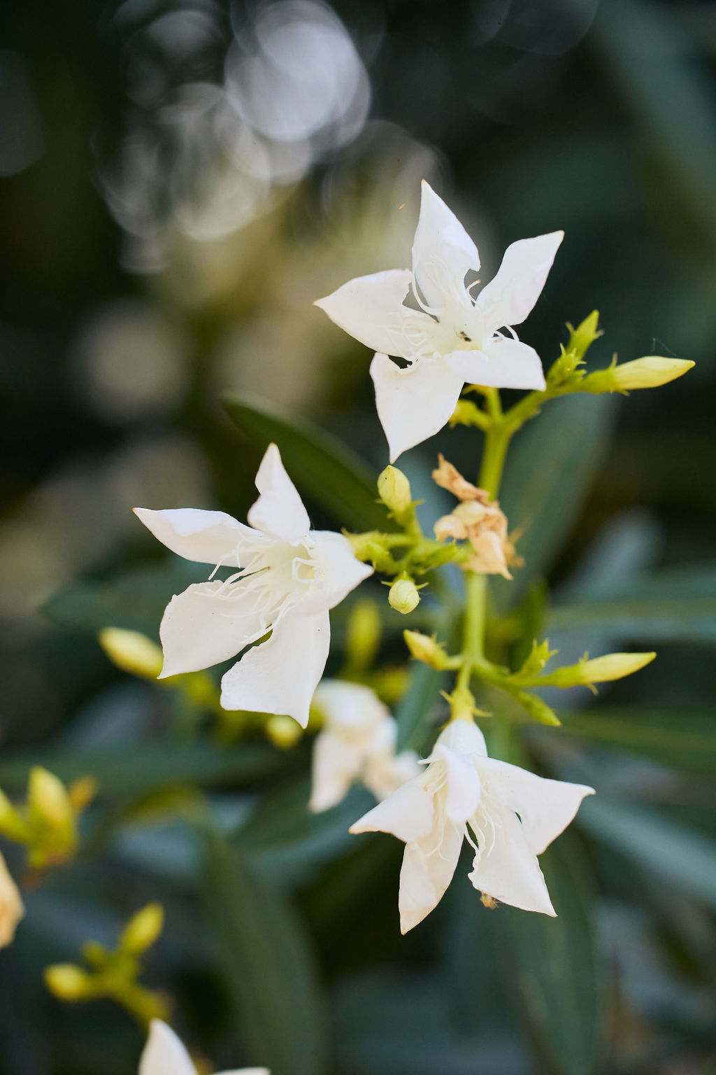 Land where Jennifer's Earth Funeral soil will go