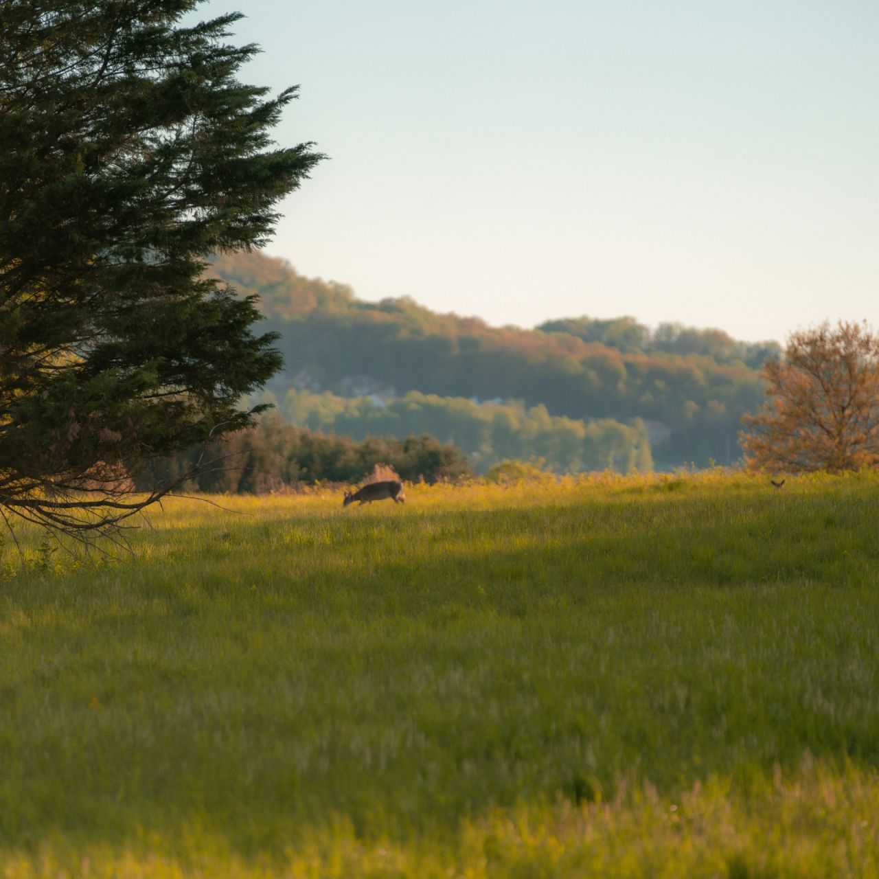 Green funerals in Reading, PA