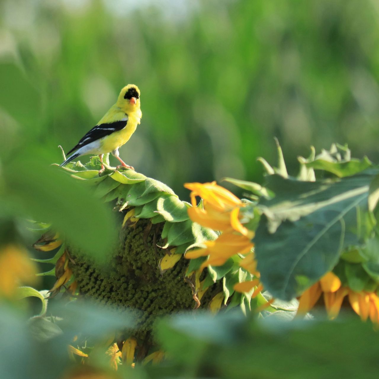 Green funerals in Lancaster, PA
