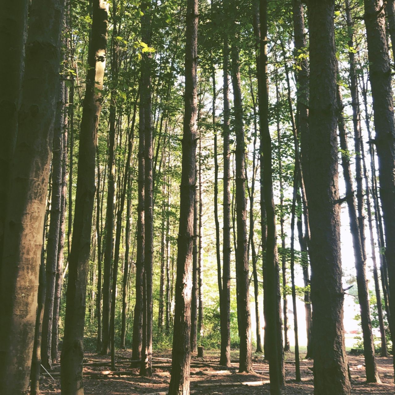 Green funerals in Easton, PA