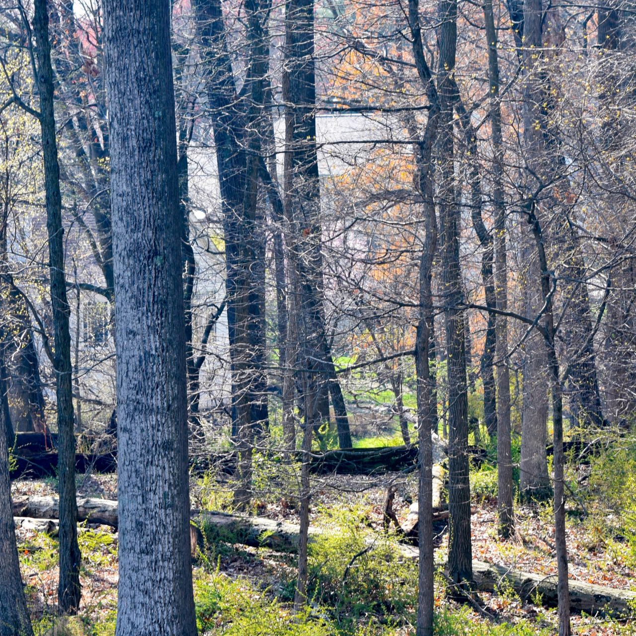 Green funerals in Aspen Hill, MD