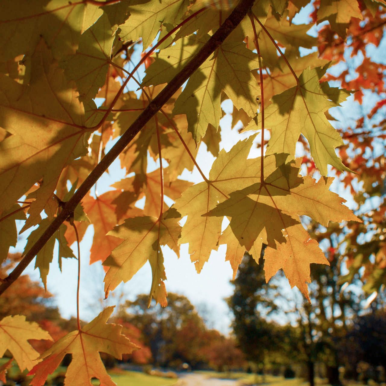 Green funerals in Chester, PA