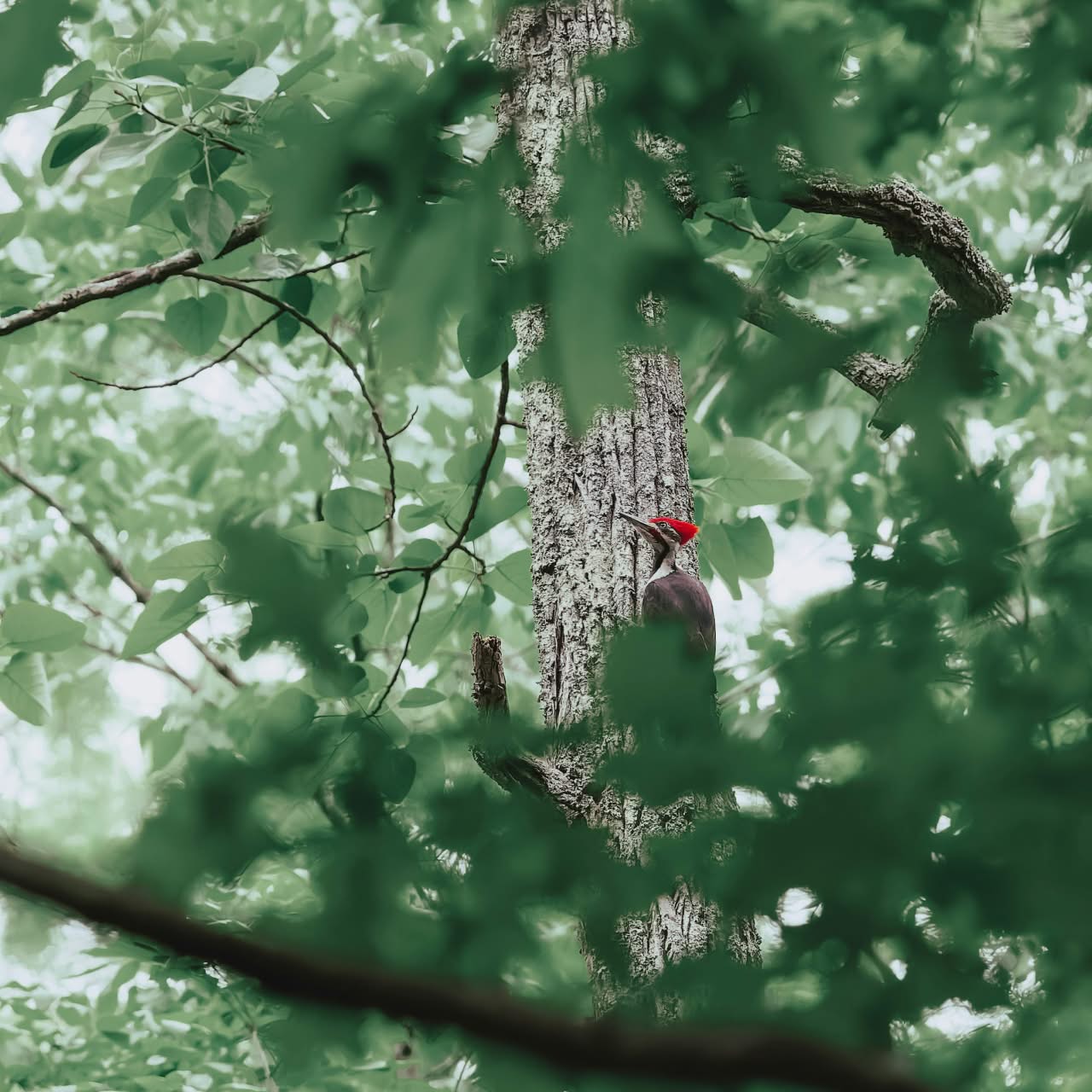 Green funerals in Culpeper, VA