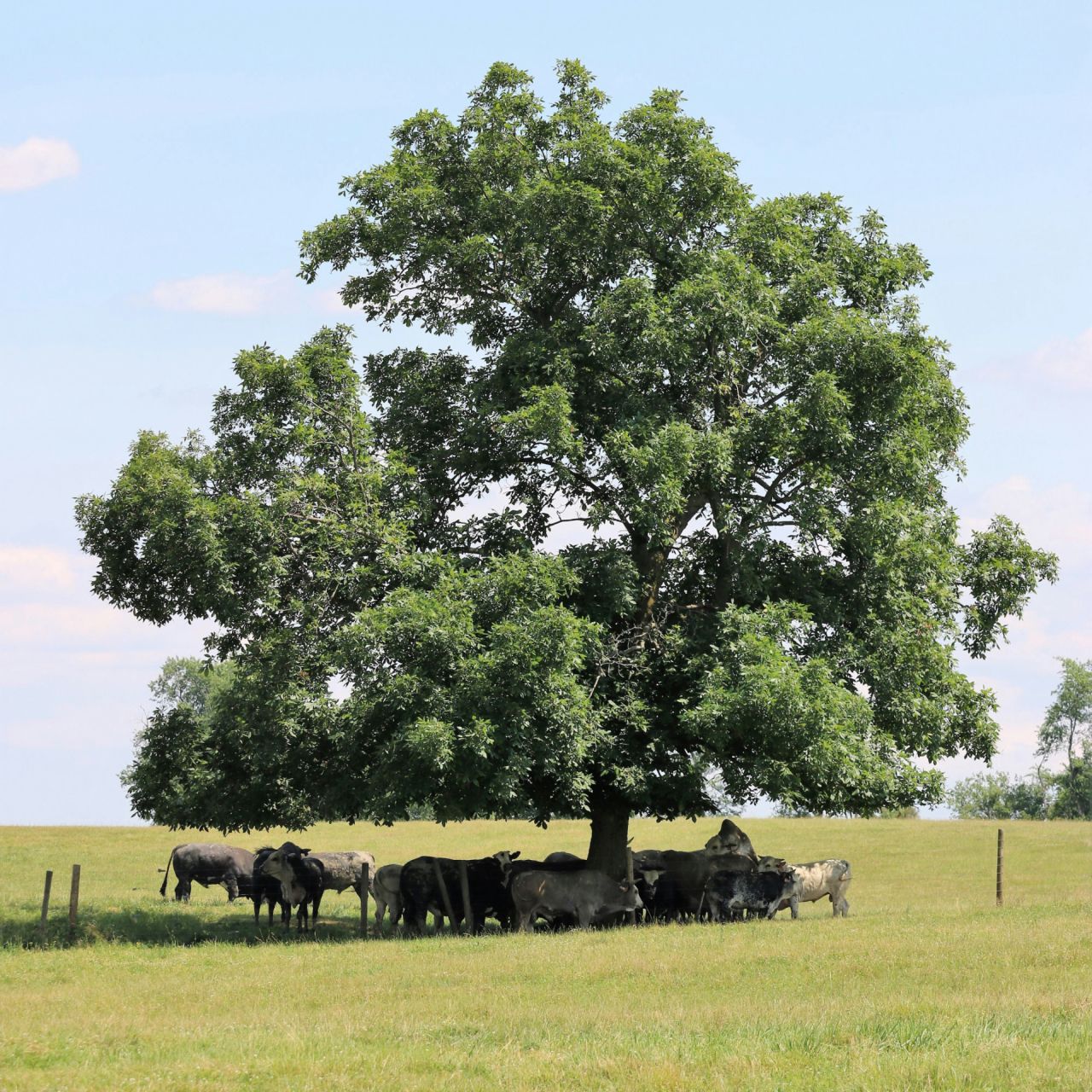 Green funerals in Achilles, VA
