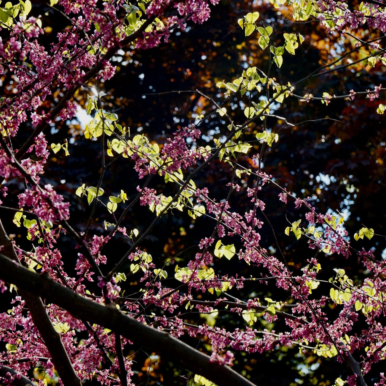 Green funerals in Madison, VA