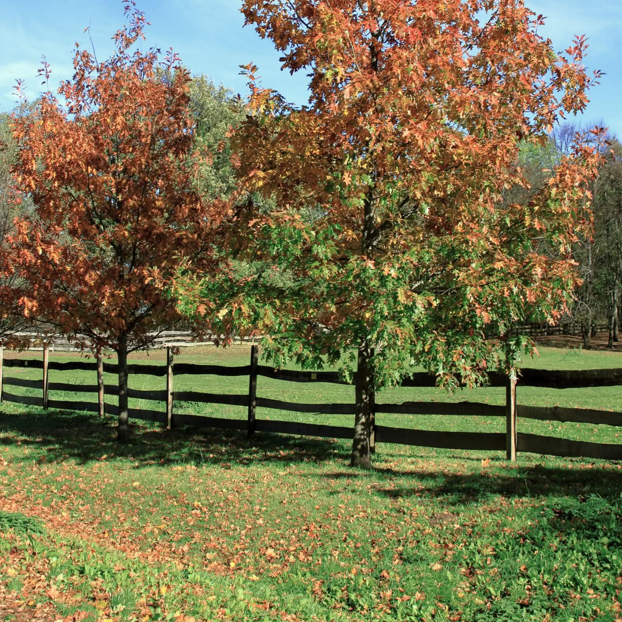 Green funerals in Winchester, VA