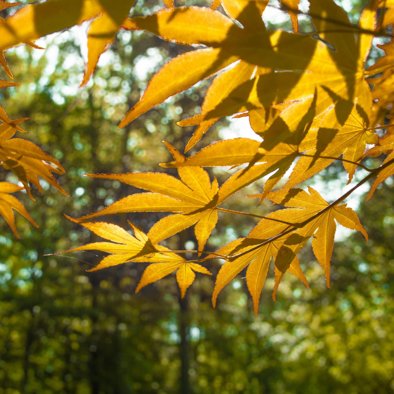 Green funerals in Annapolis, MD