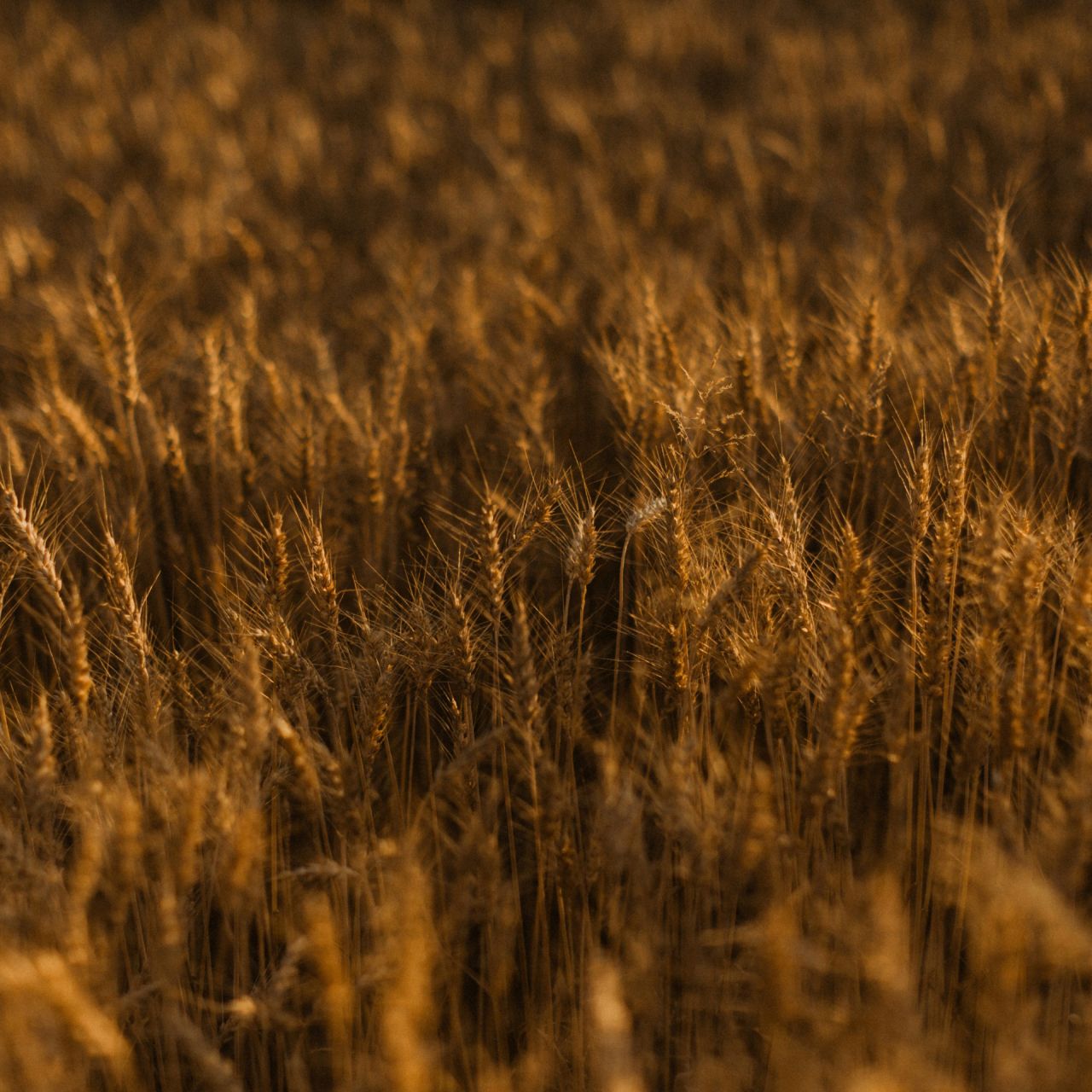 Green funerals in Bel Air, MD