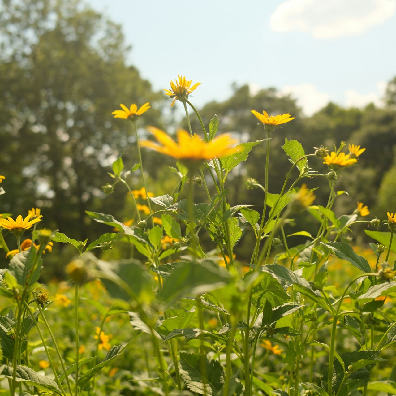Green funerals in Waldorf, MD
