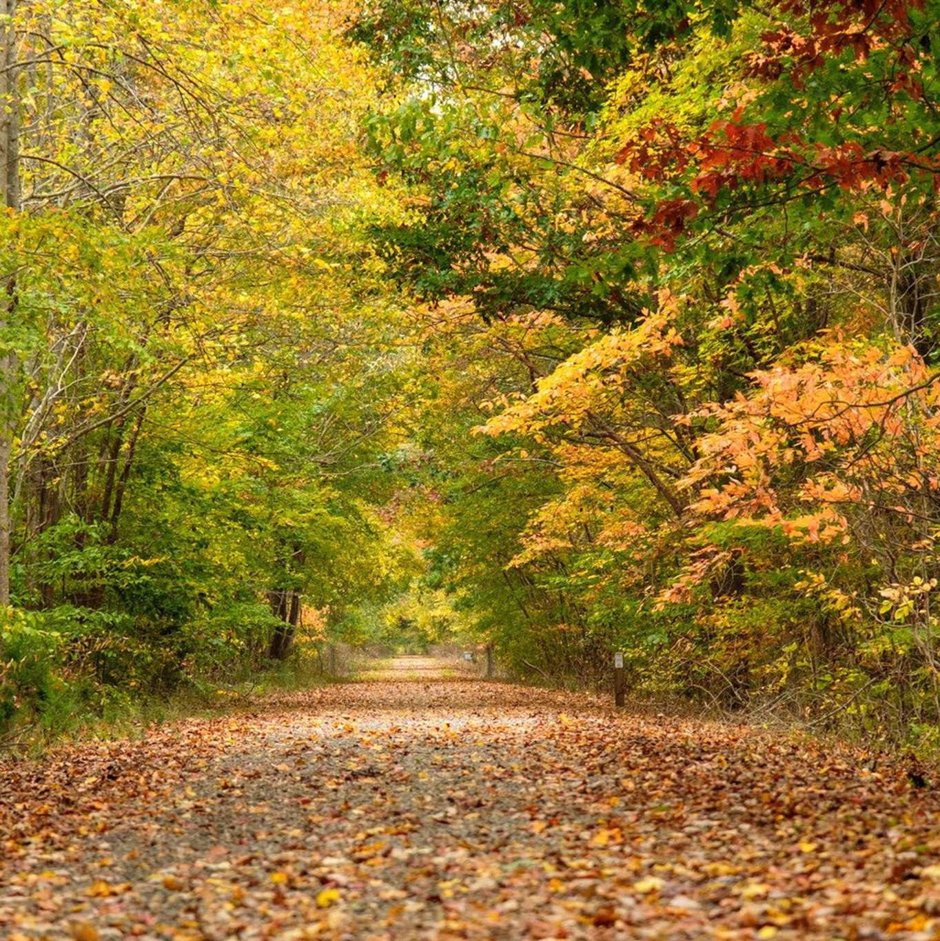 Green funerals in Chatham, VA