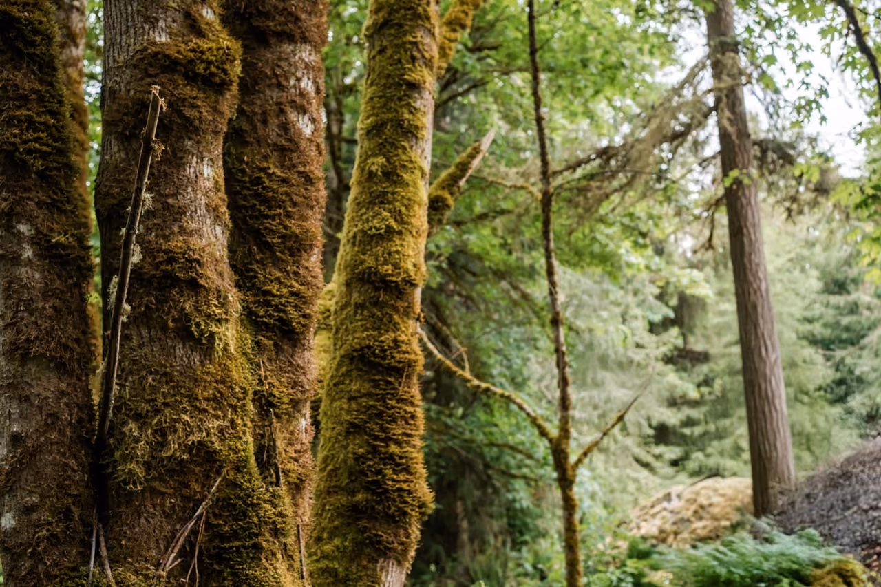 Forest photo