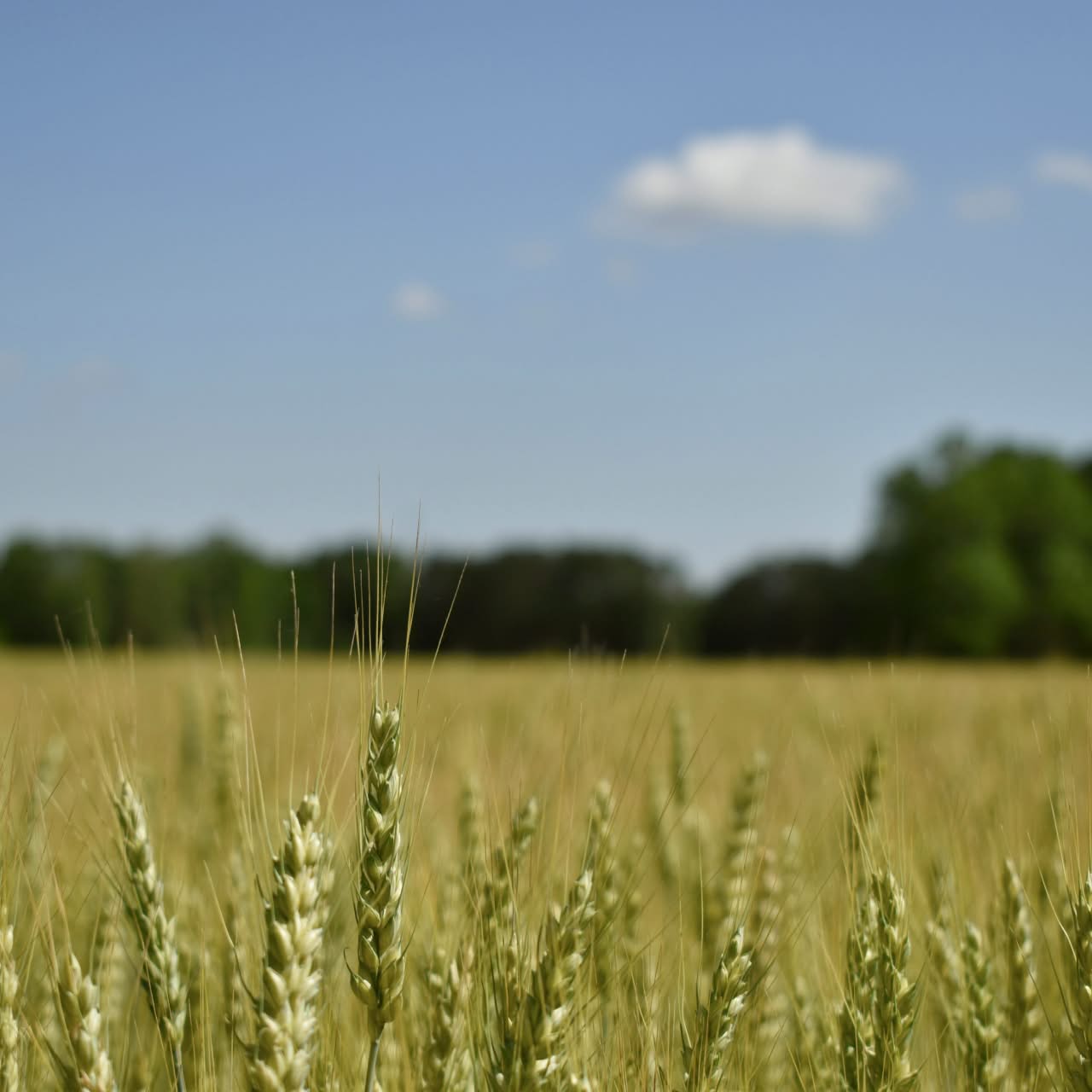 Green funerals in Independence, VA