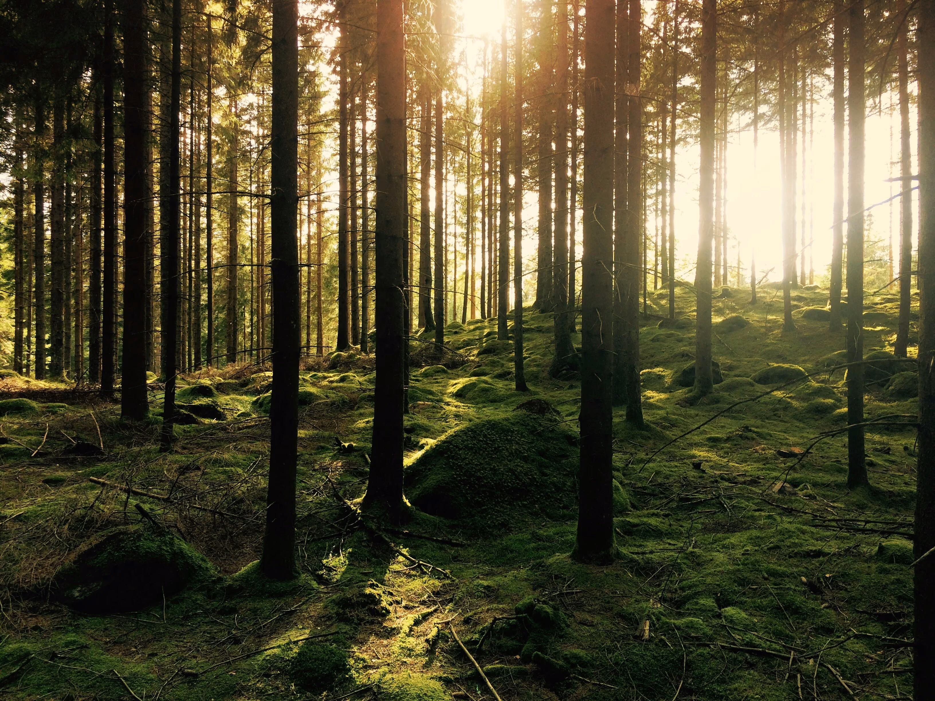 Forest photo