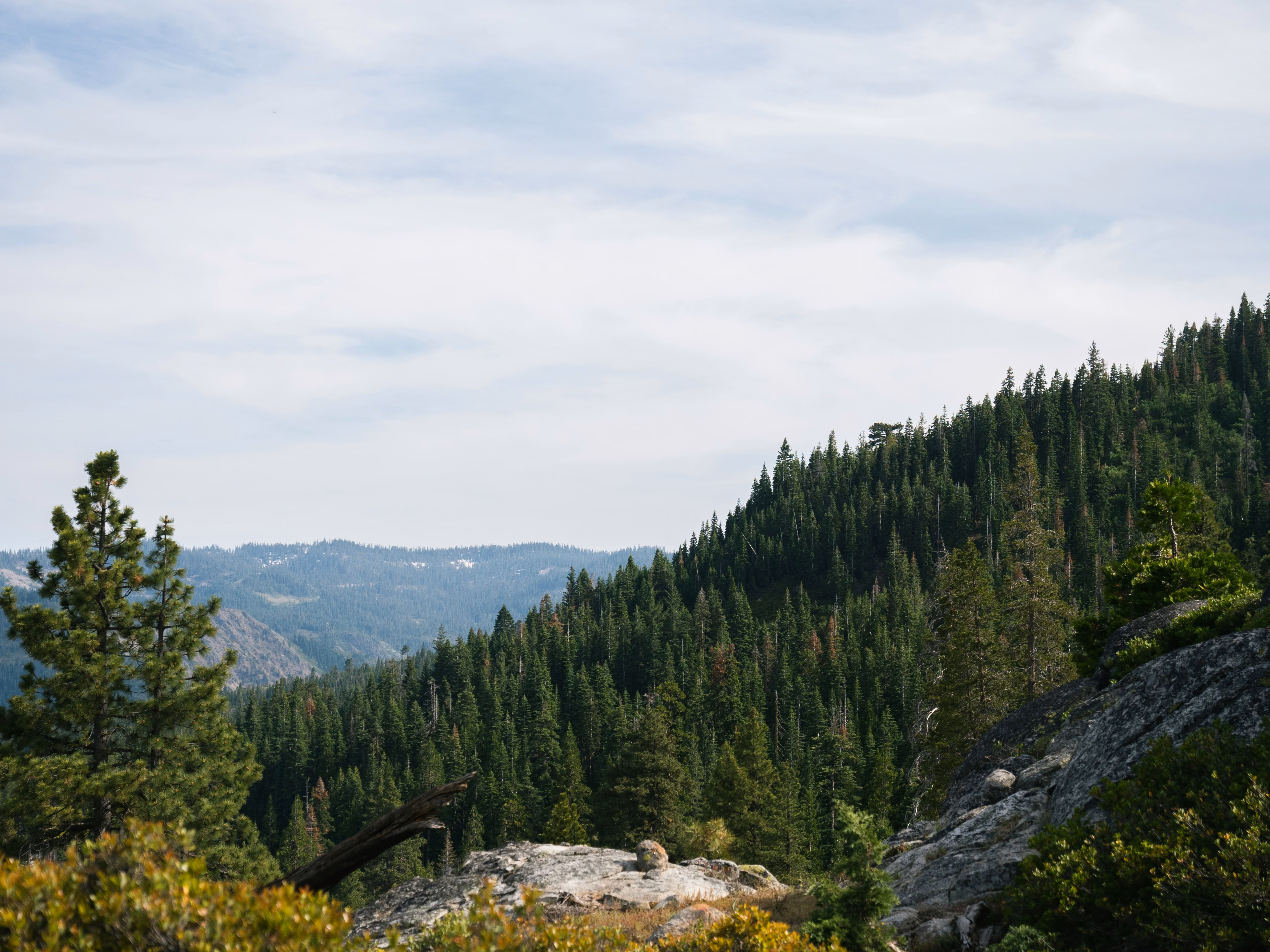 Forest photo