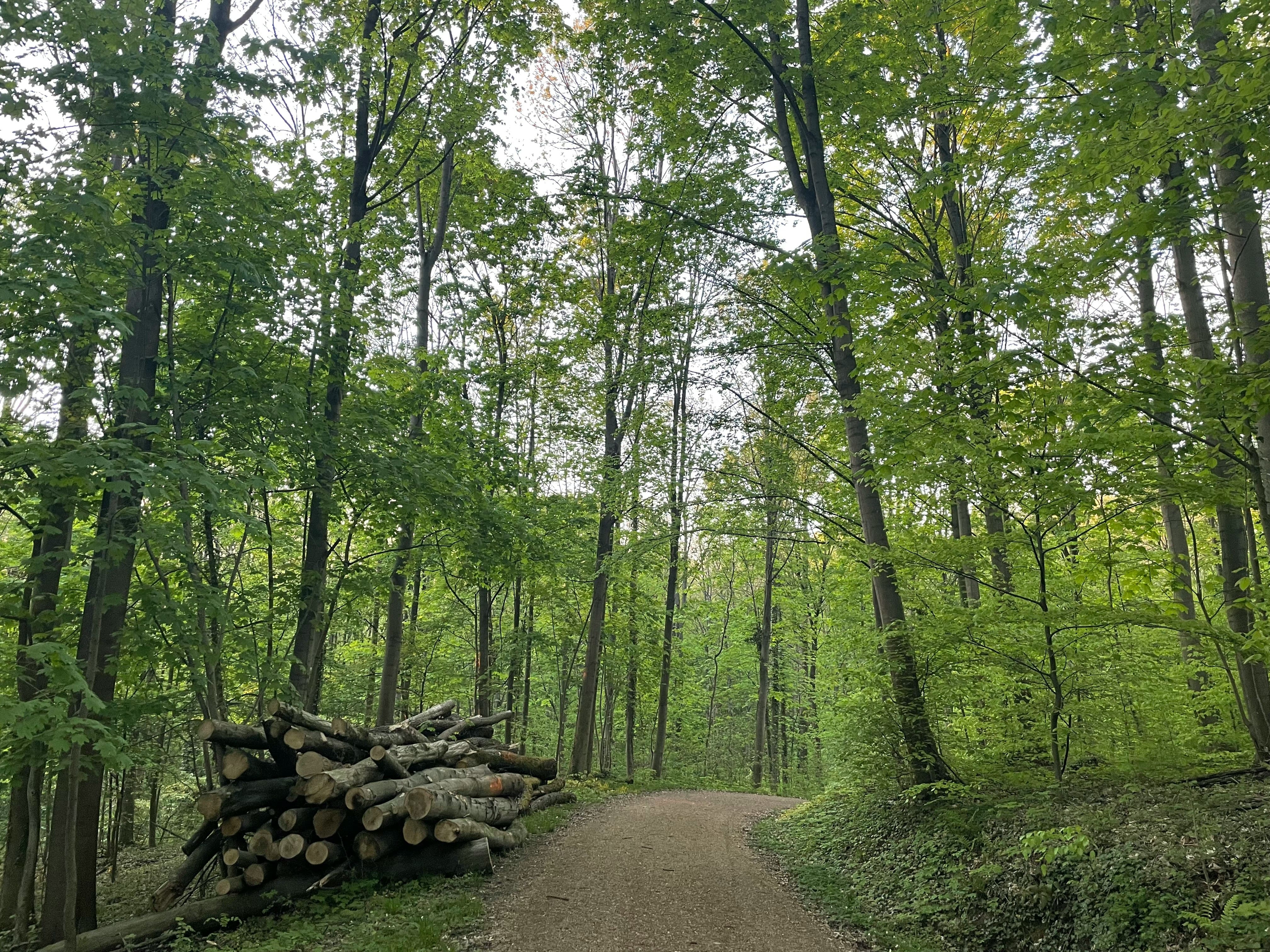 A beautiful landscape showing a mountain in the background and Earth Funeral’s conservation land and trees in the foreground
