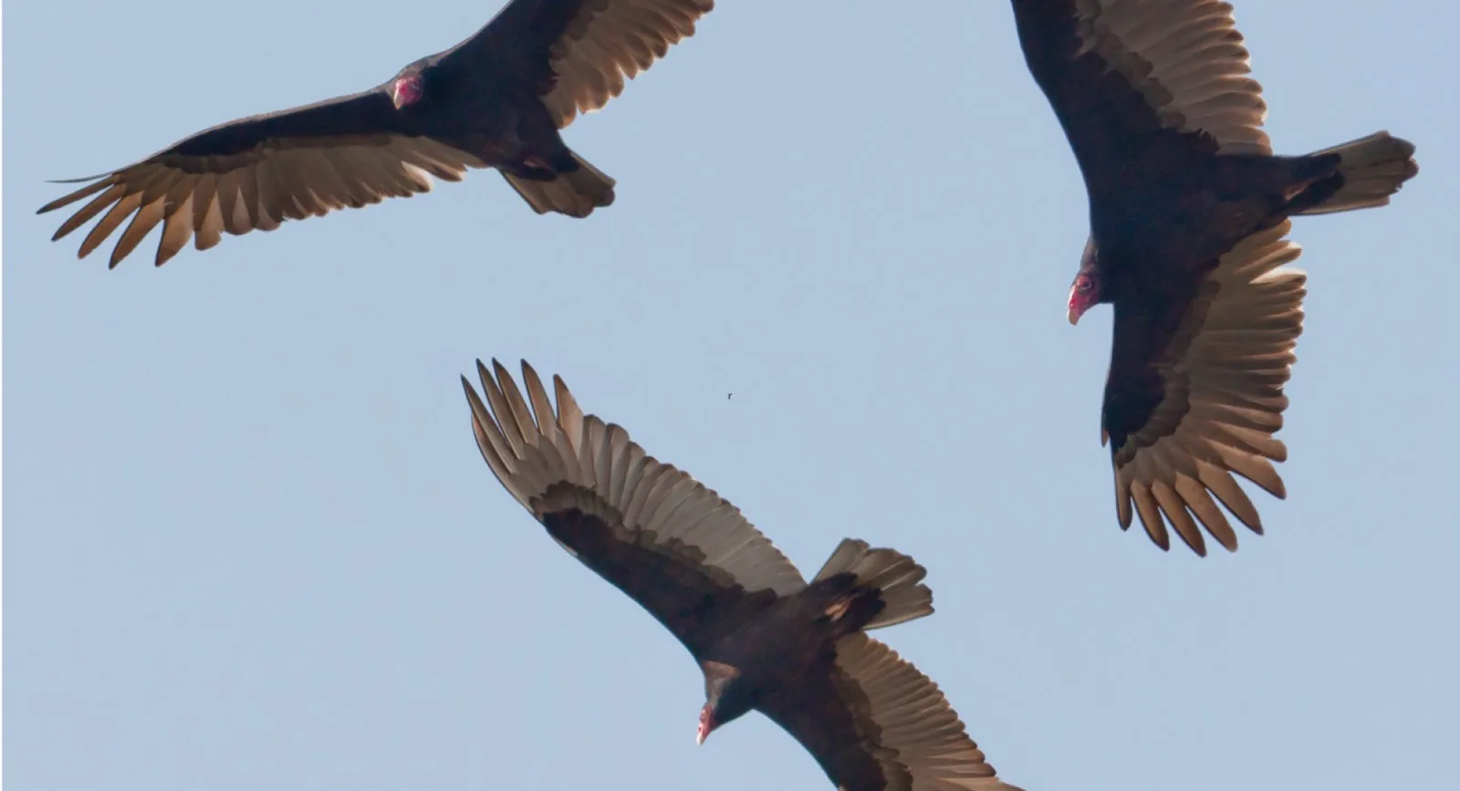Sky burial depiction with vultures circling above