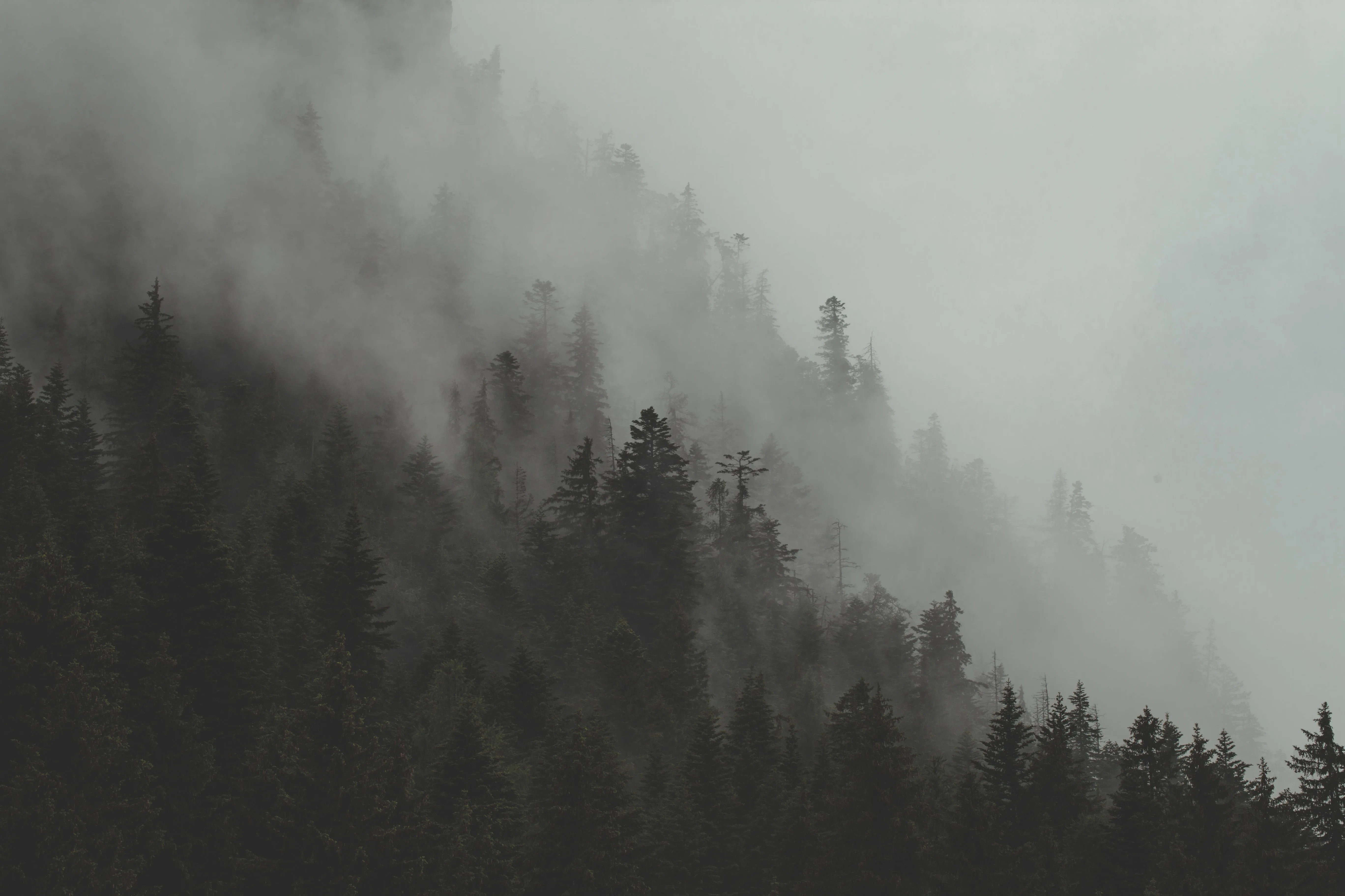 Cremation environmental impact - forest