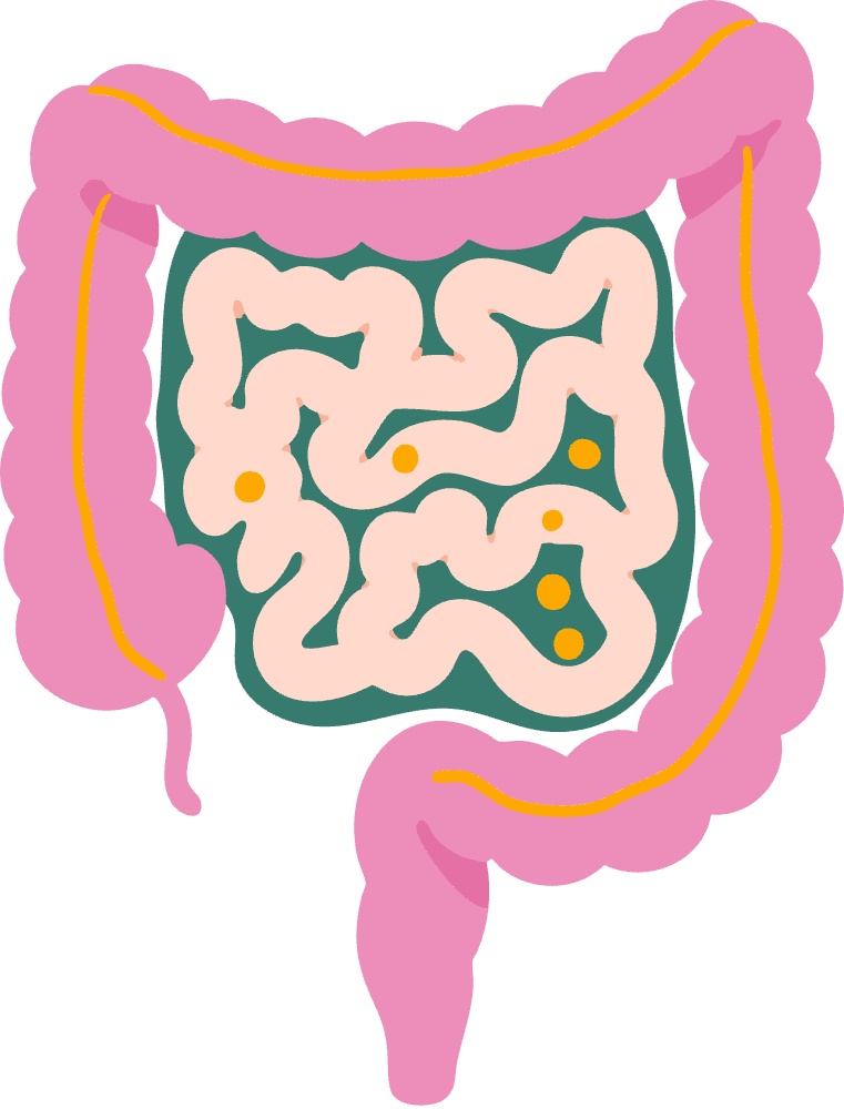 Illustration of the gut and intestines