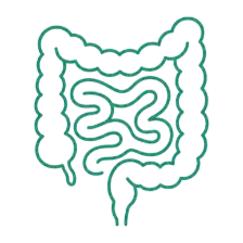 intestines