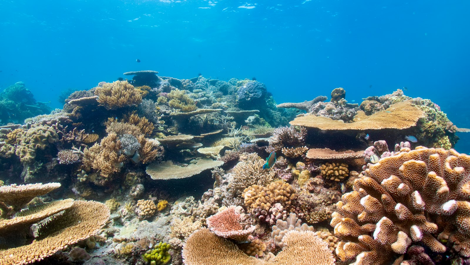 Coral formations on the Great Barrier Reef
